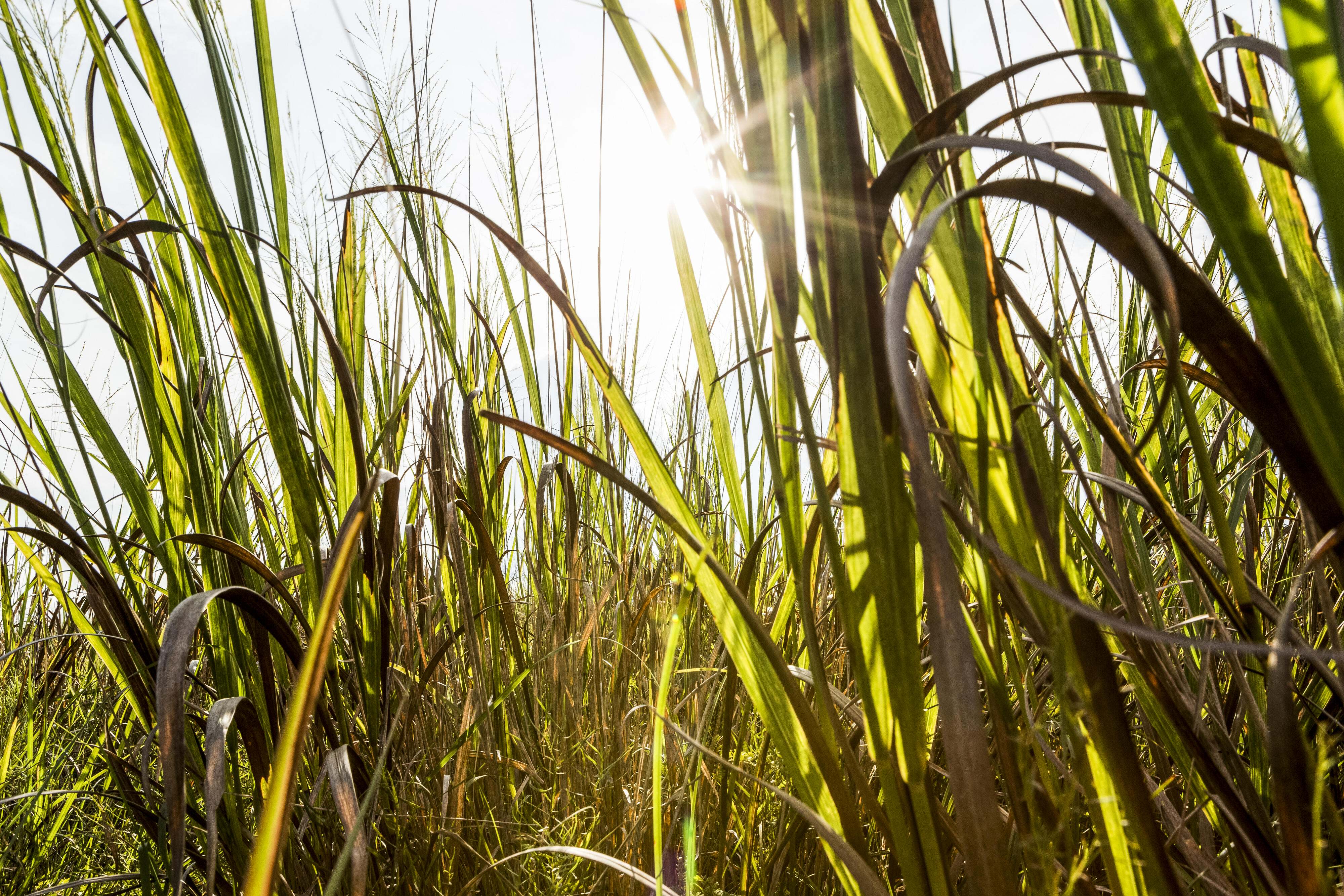 A sunburst shines through tall green blades of grass.