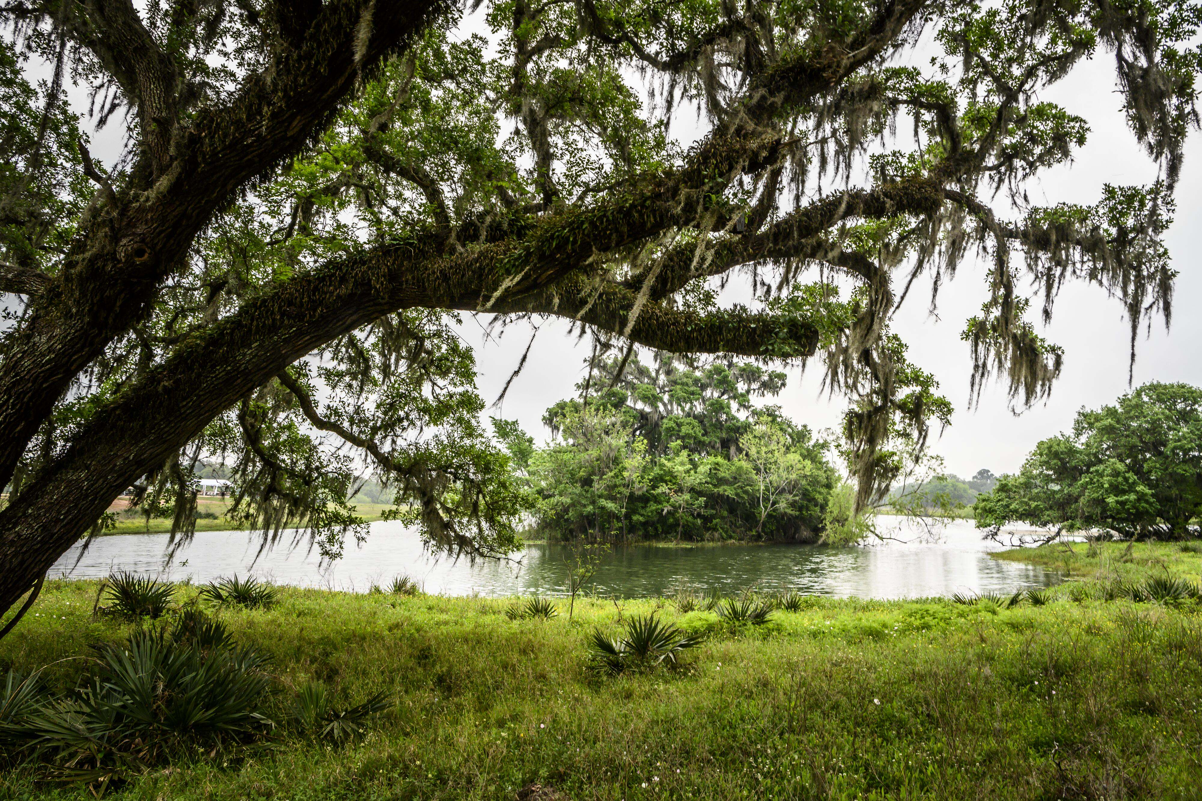 A tree covered in moss hangs over a pond.