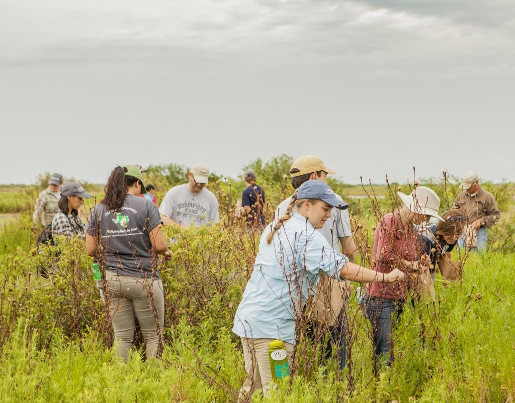 TNC volunteers collect seeds from flowering forbs.