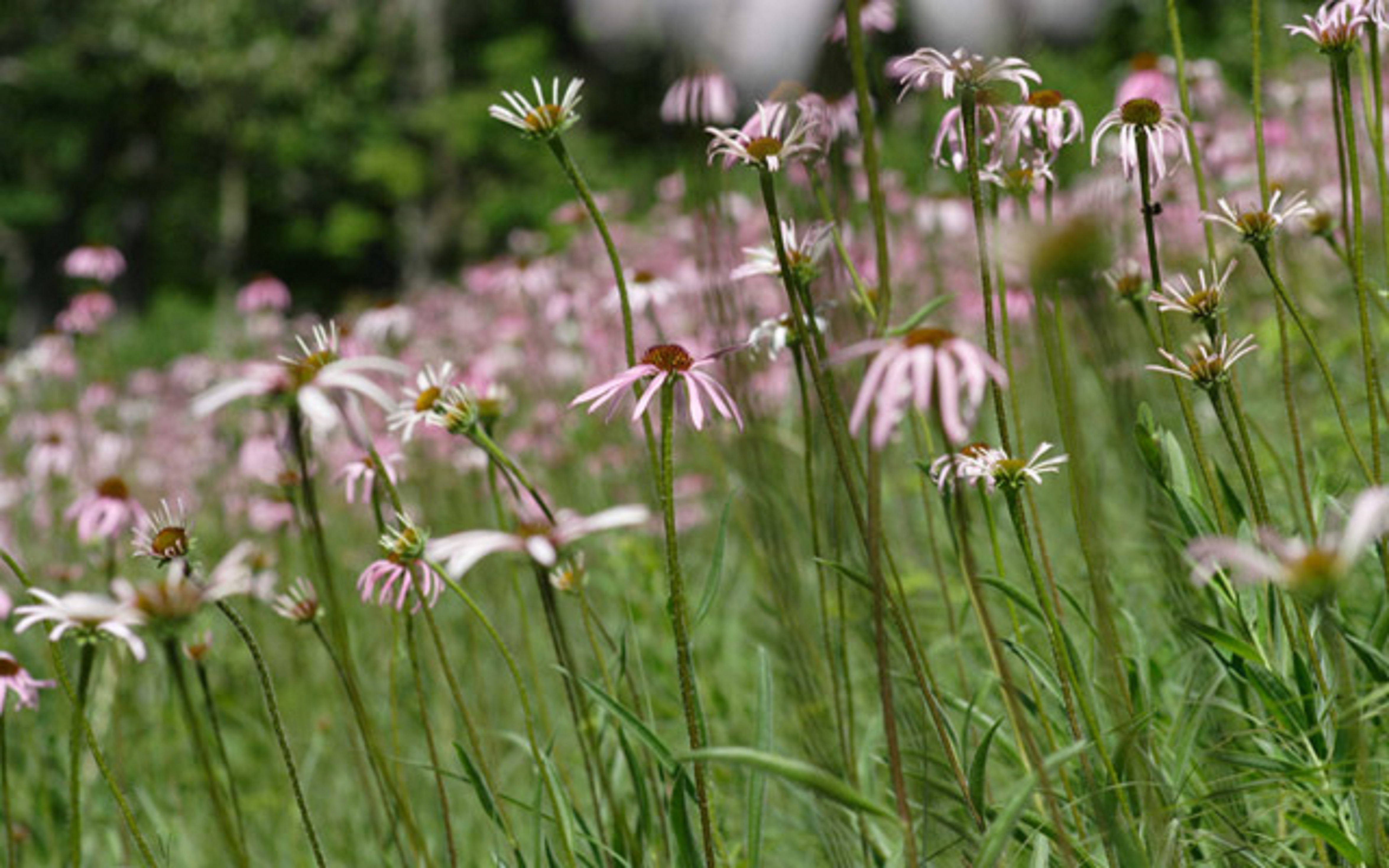 Tall pale purple-flowered plants on a green slope.