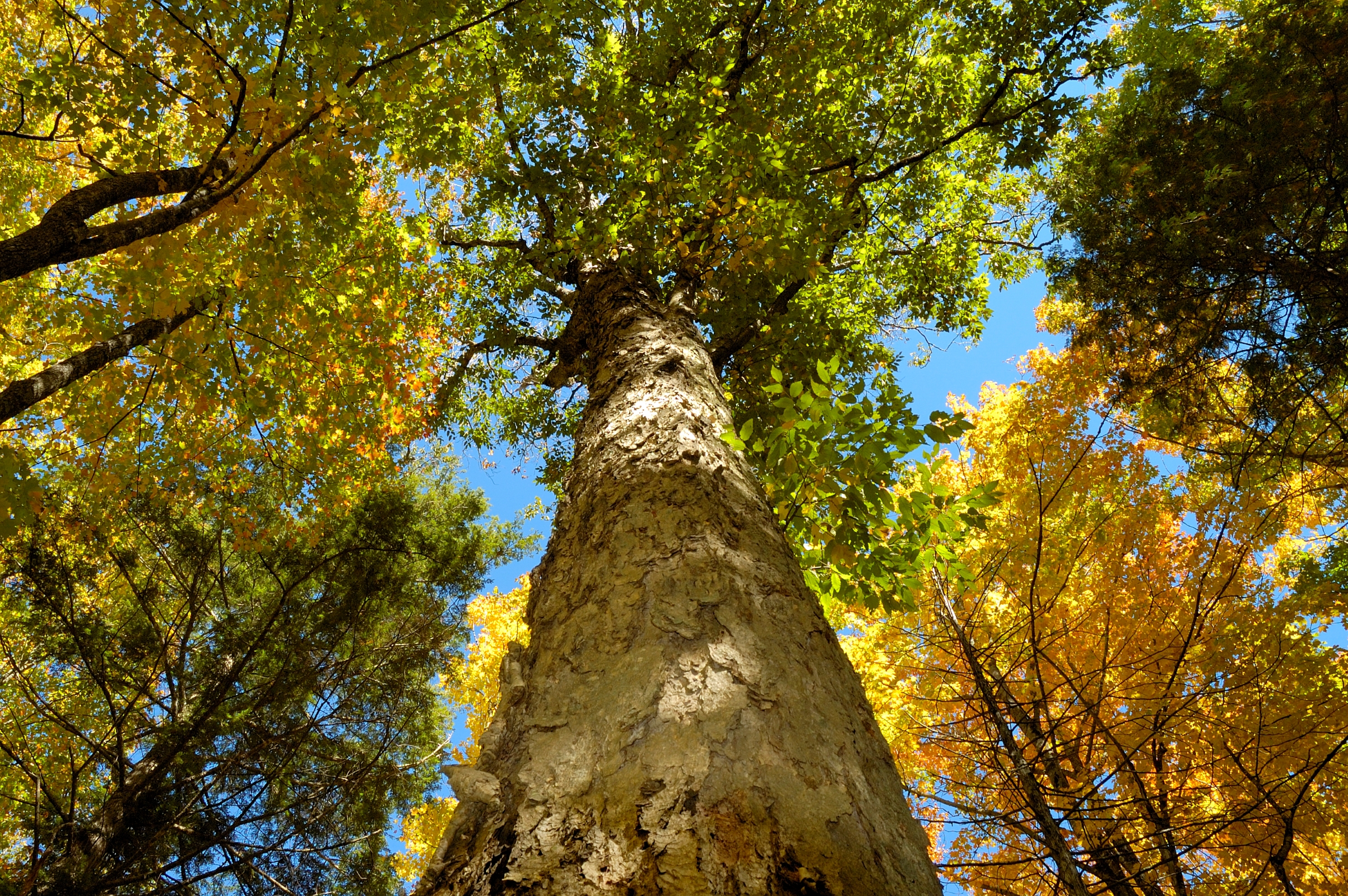 a looking up view of trees with green and yellow leaves