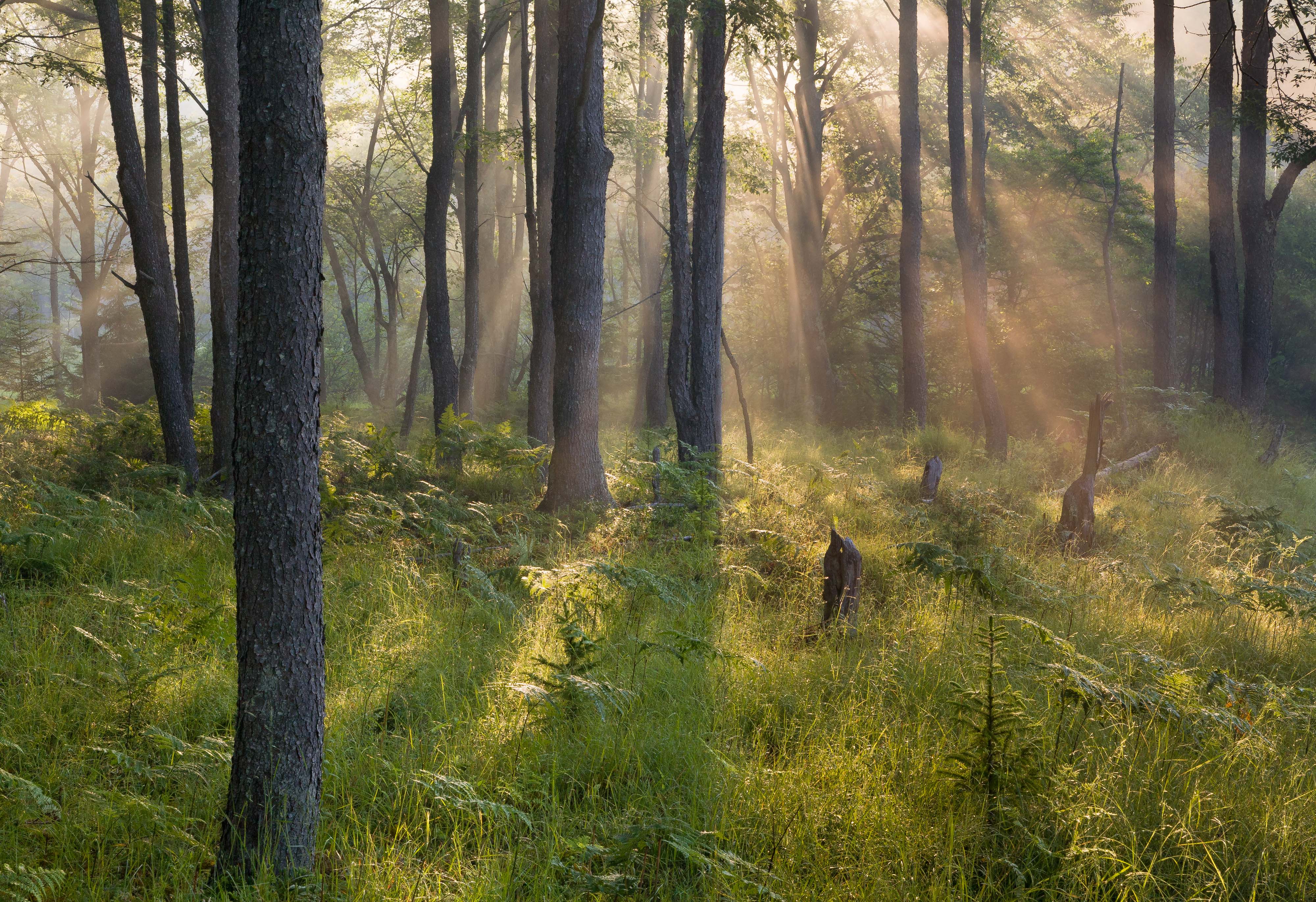 Sun beams shine through a misty forest with tall and thin trees.