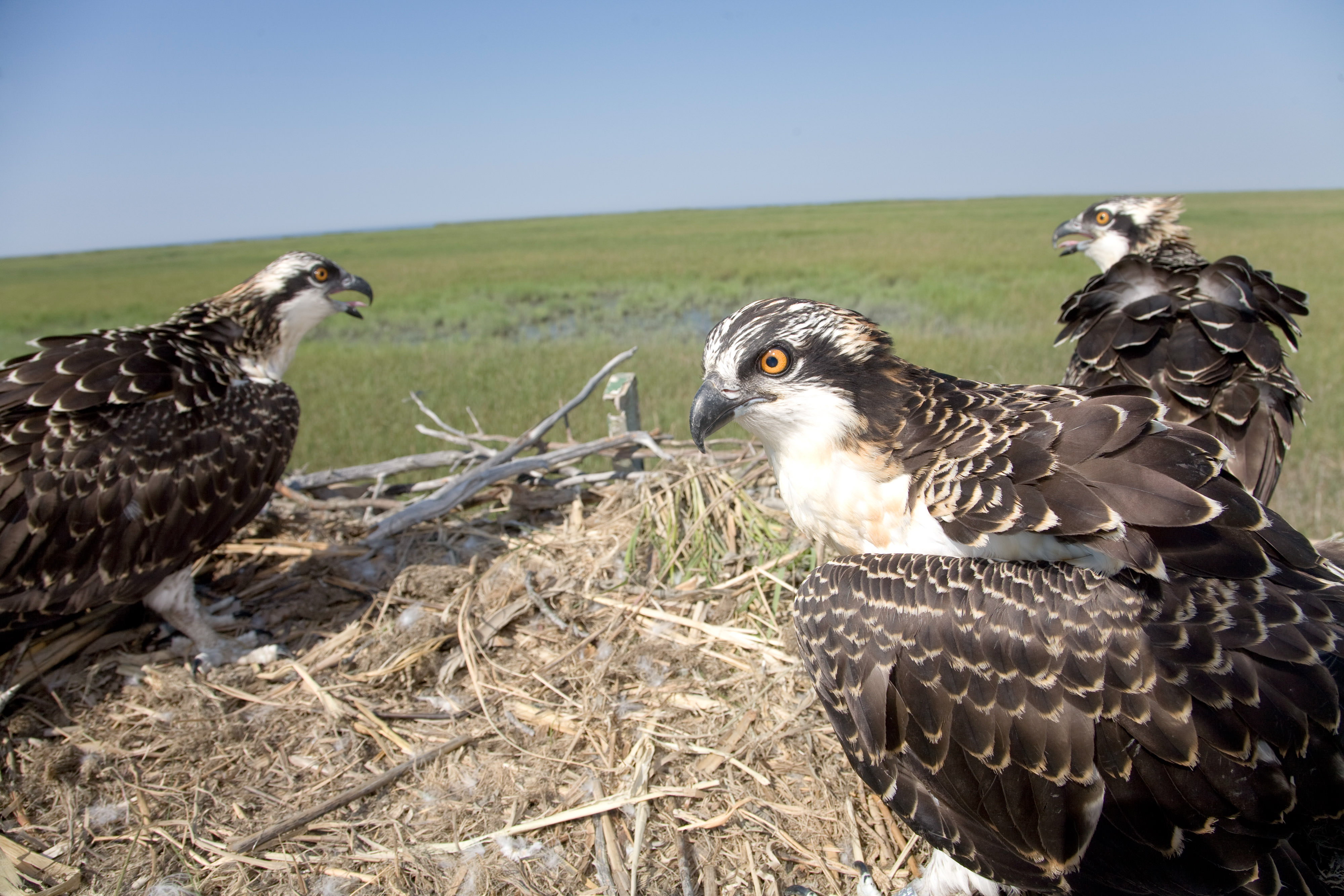 Osprey chicks on nest.