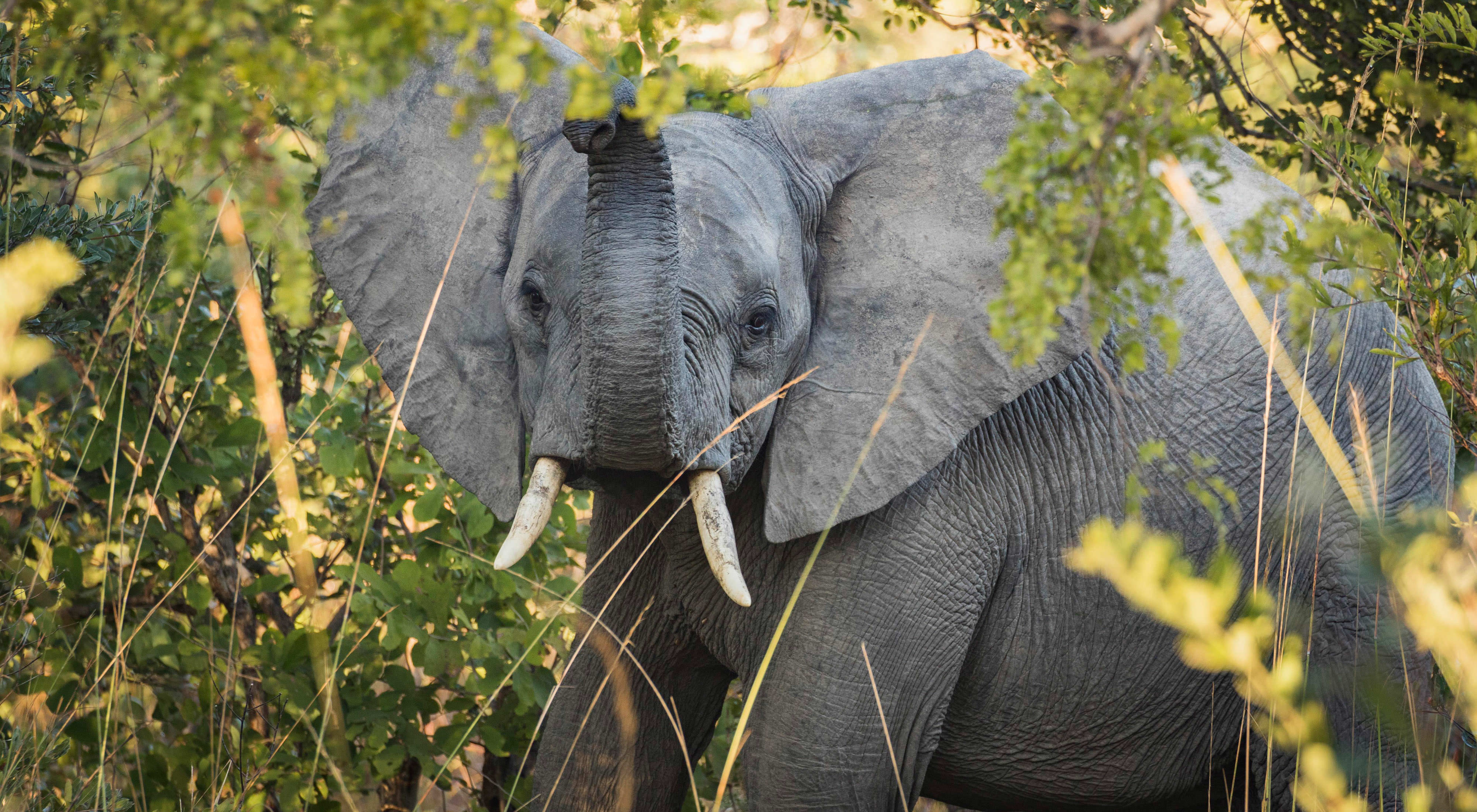 African Bush Elephant | The Nature Conservancy