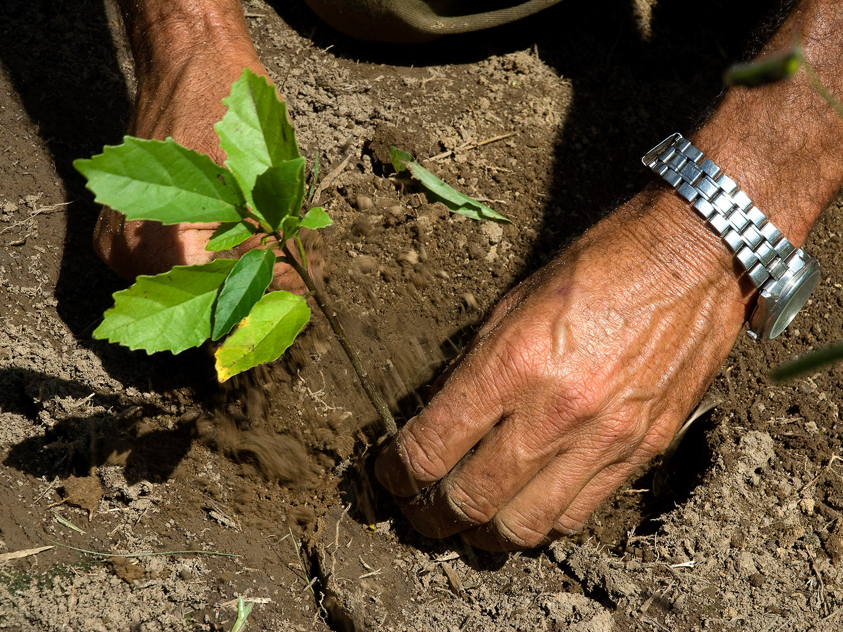Closeup of a hand planting a tiny sapling in dirt.