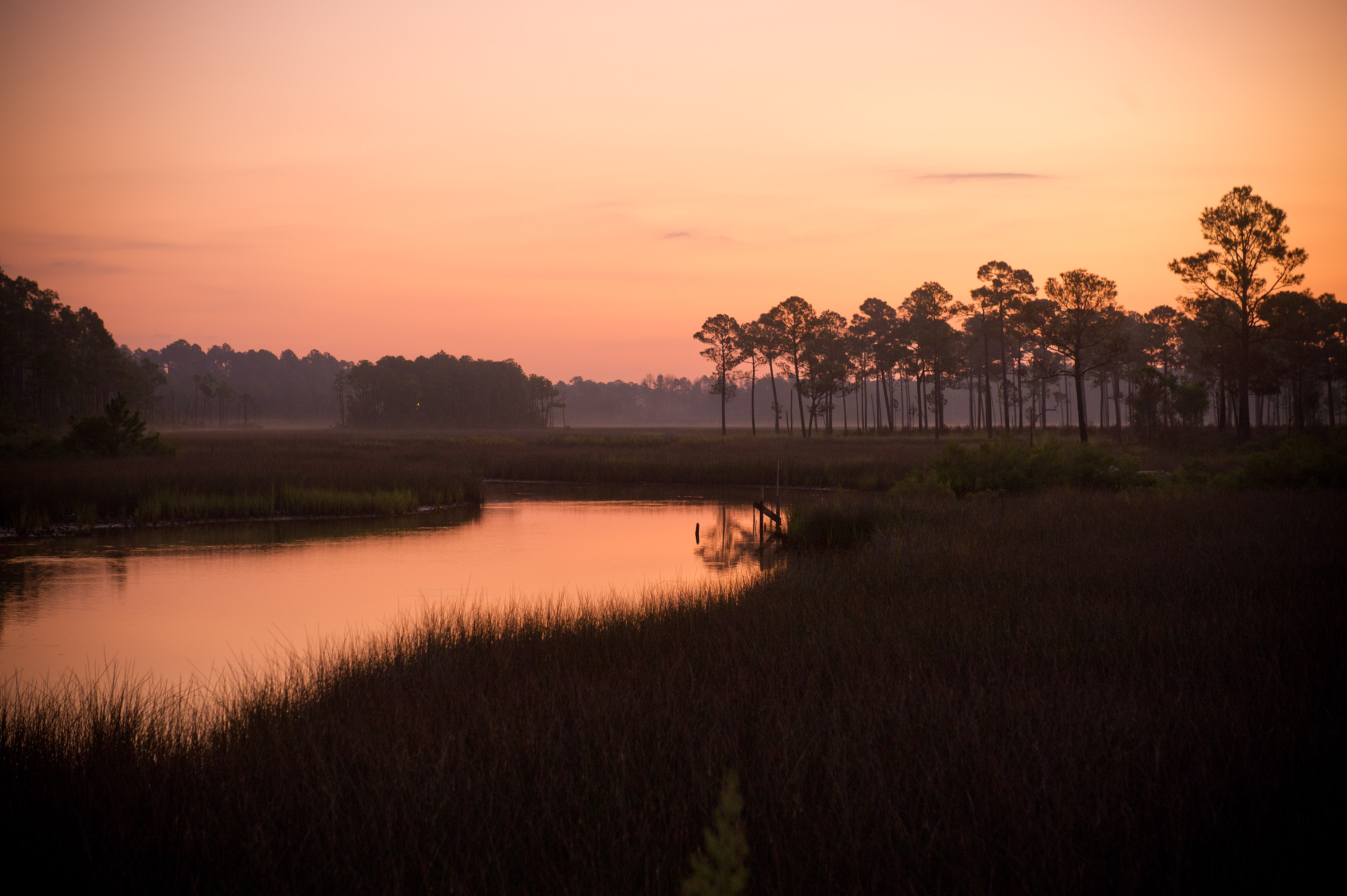 A view of tall grass surrounding still water at dusk with trees in the distance.