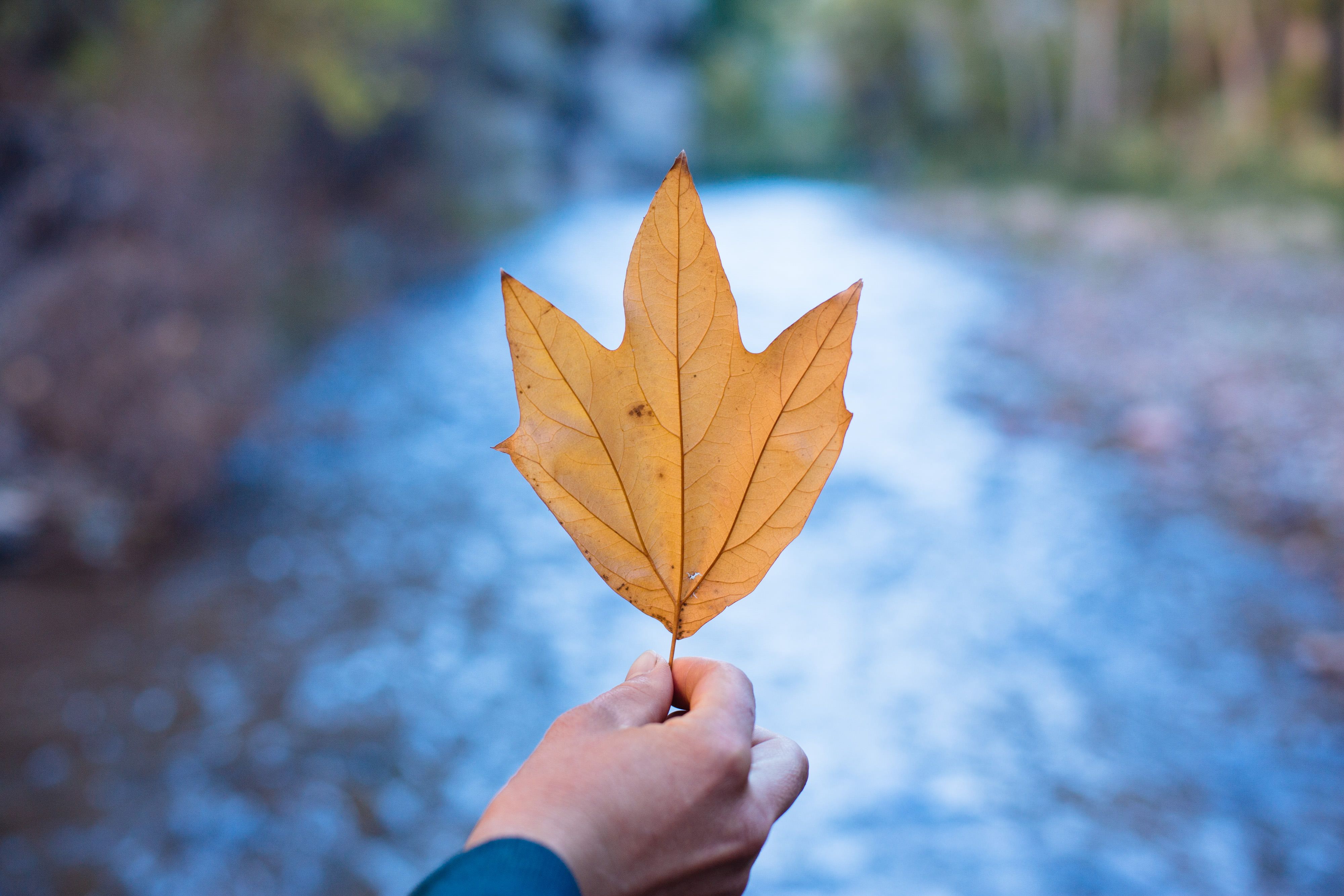Yellow sycamore leaf.