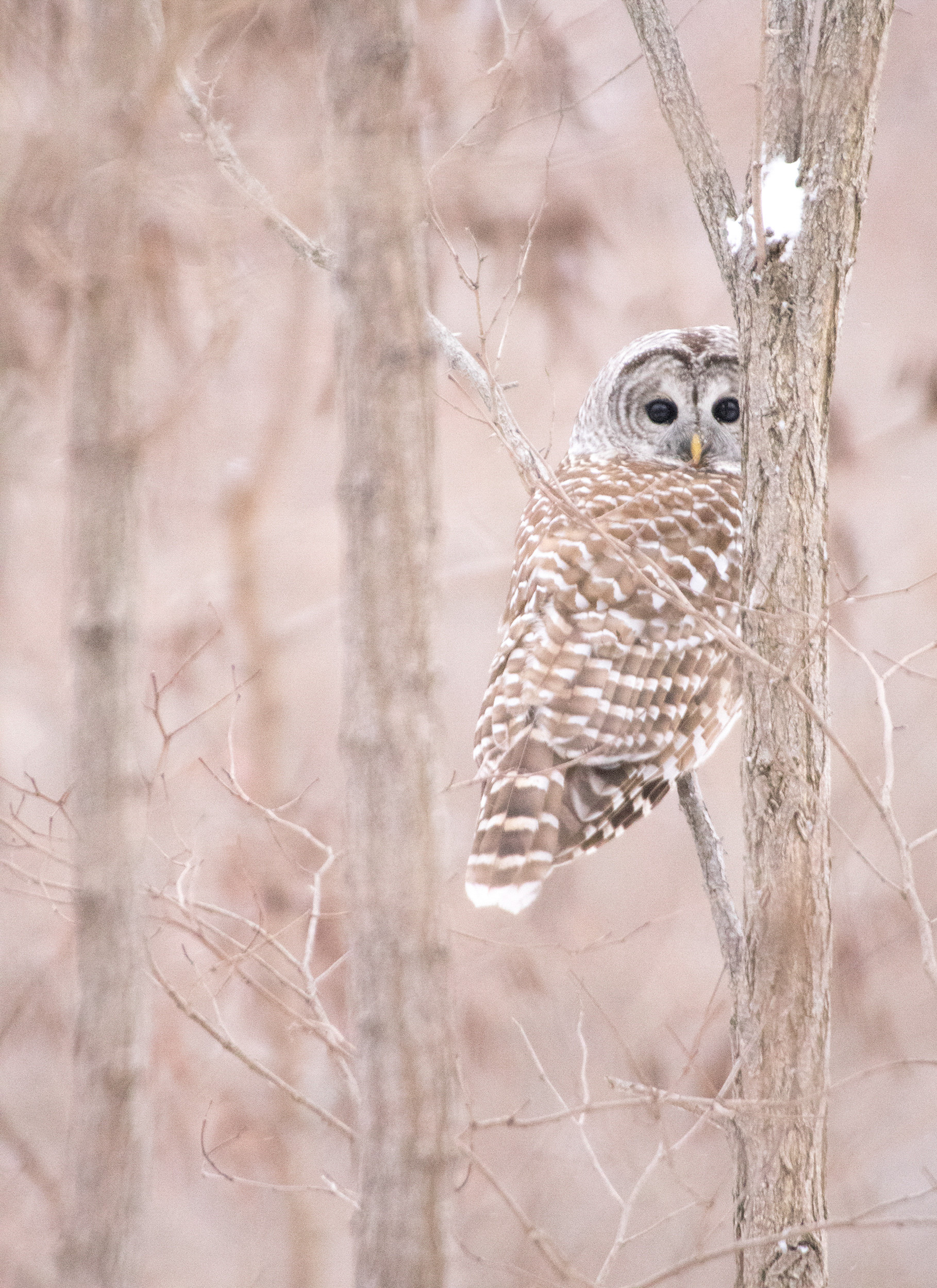 Barred owl perched on a bare tree.