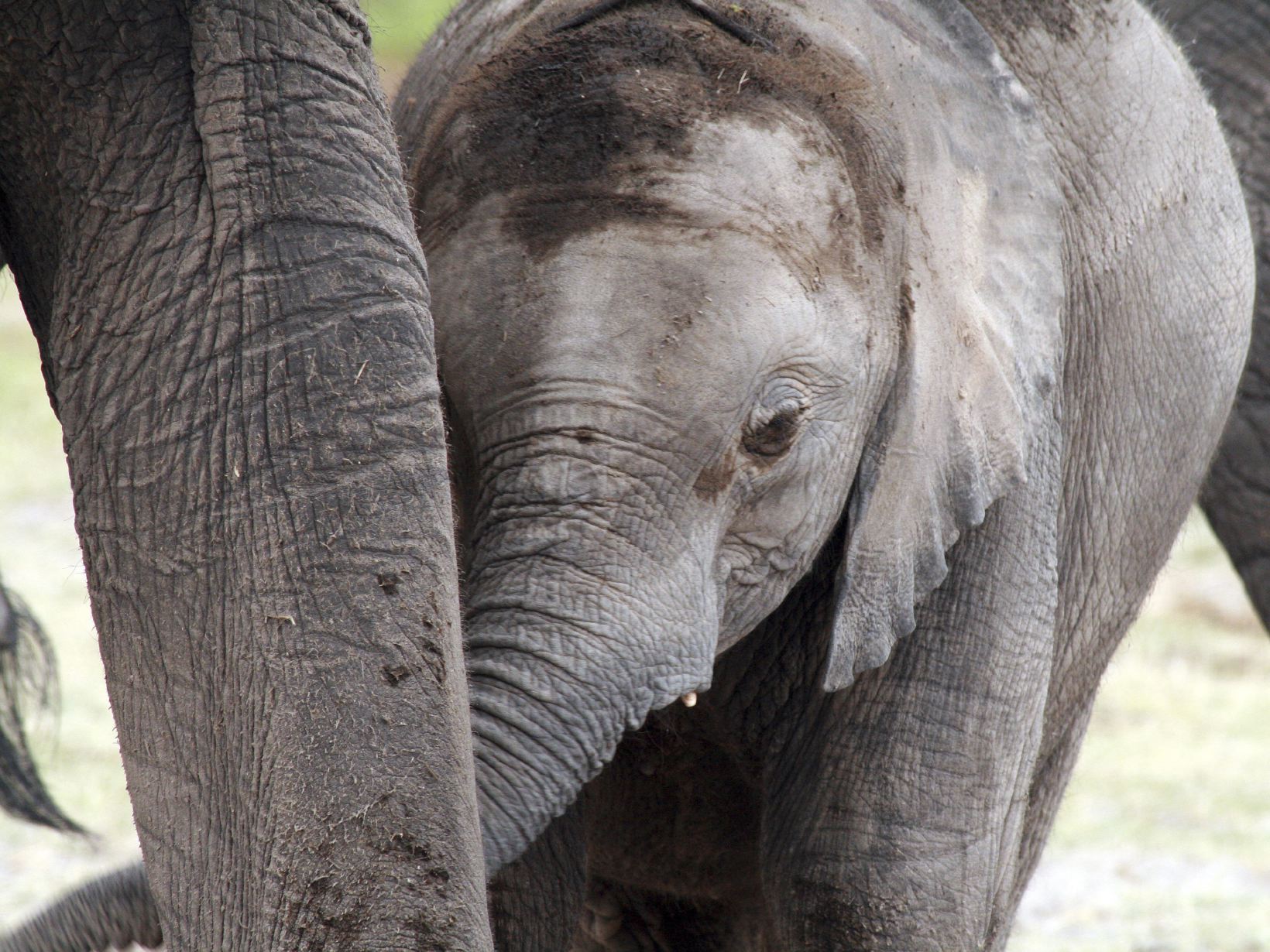 Baby elephant. 