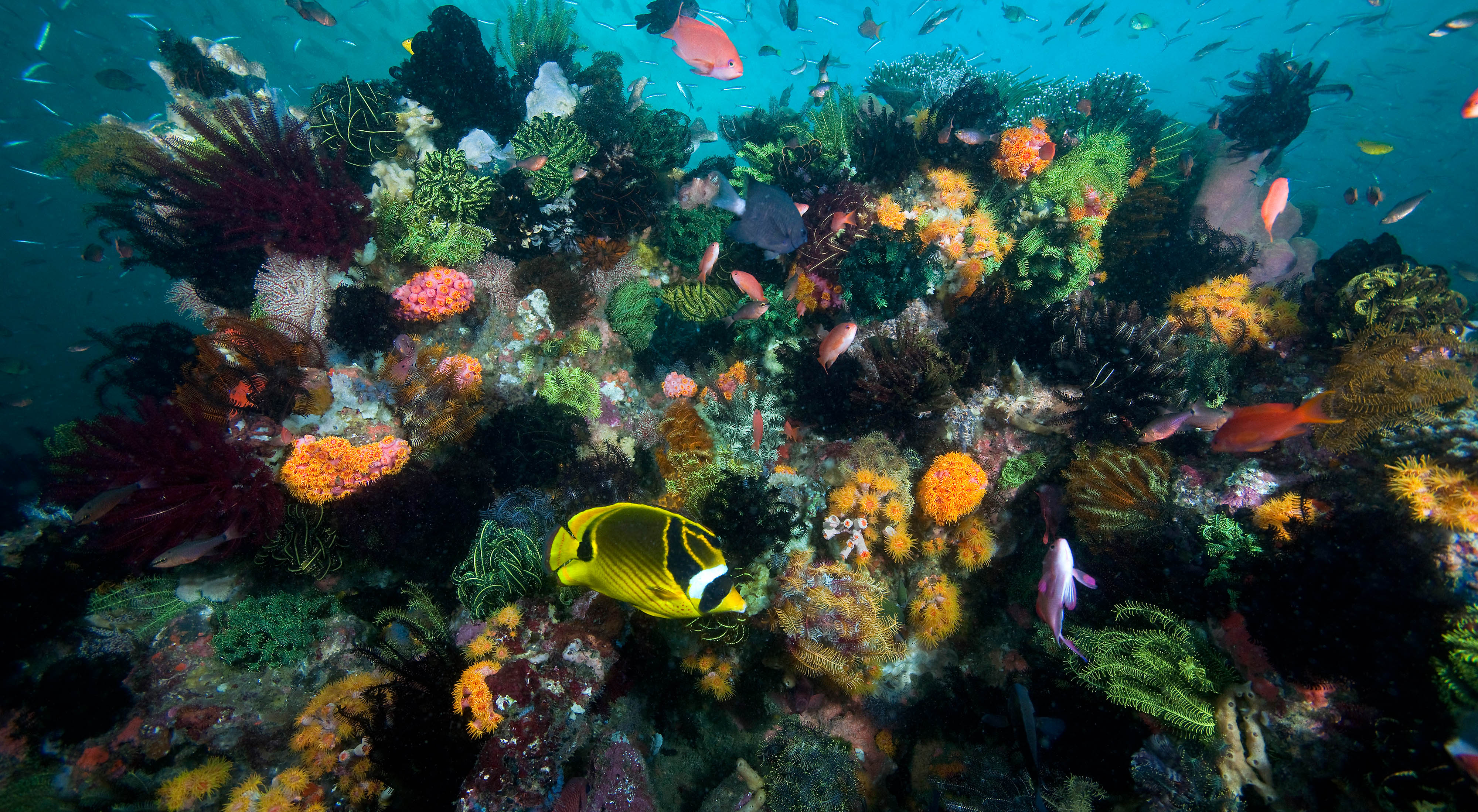 Underwater photo of a coral reef.