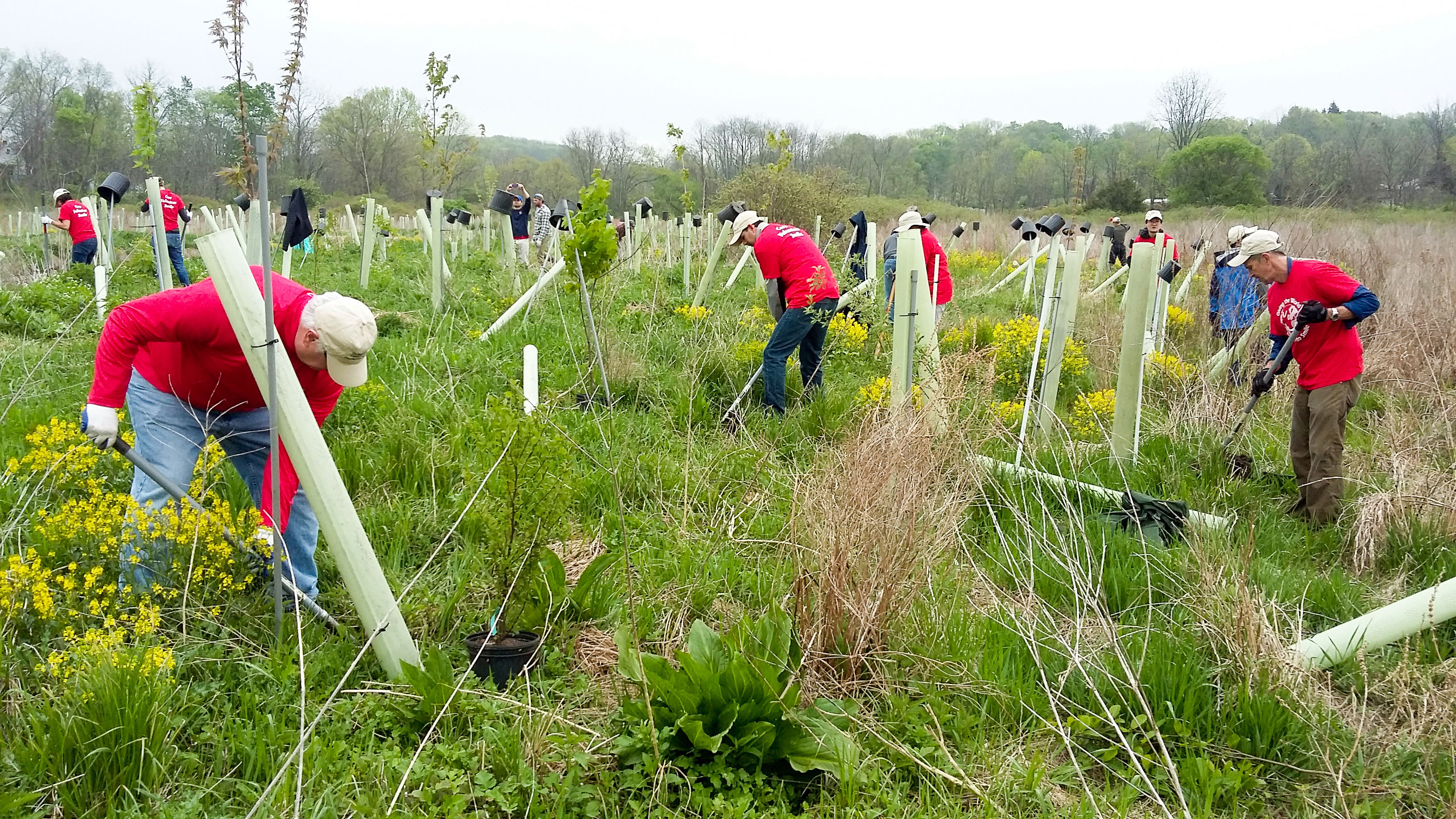 A group of volunteers planting trees.