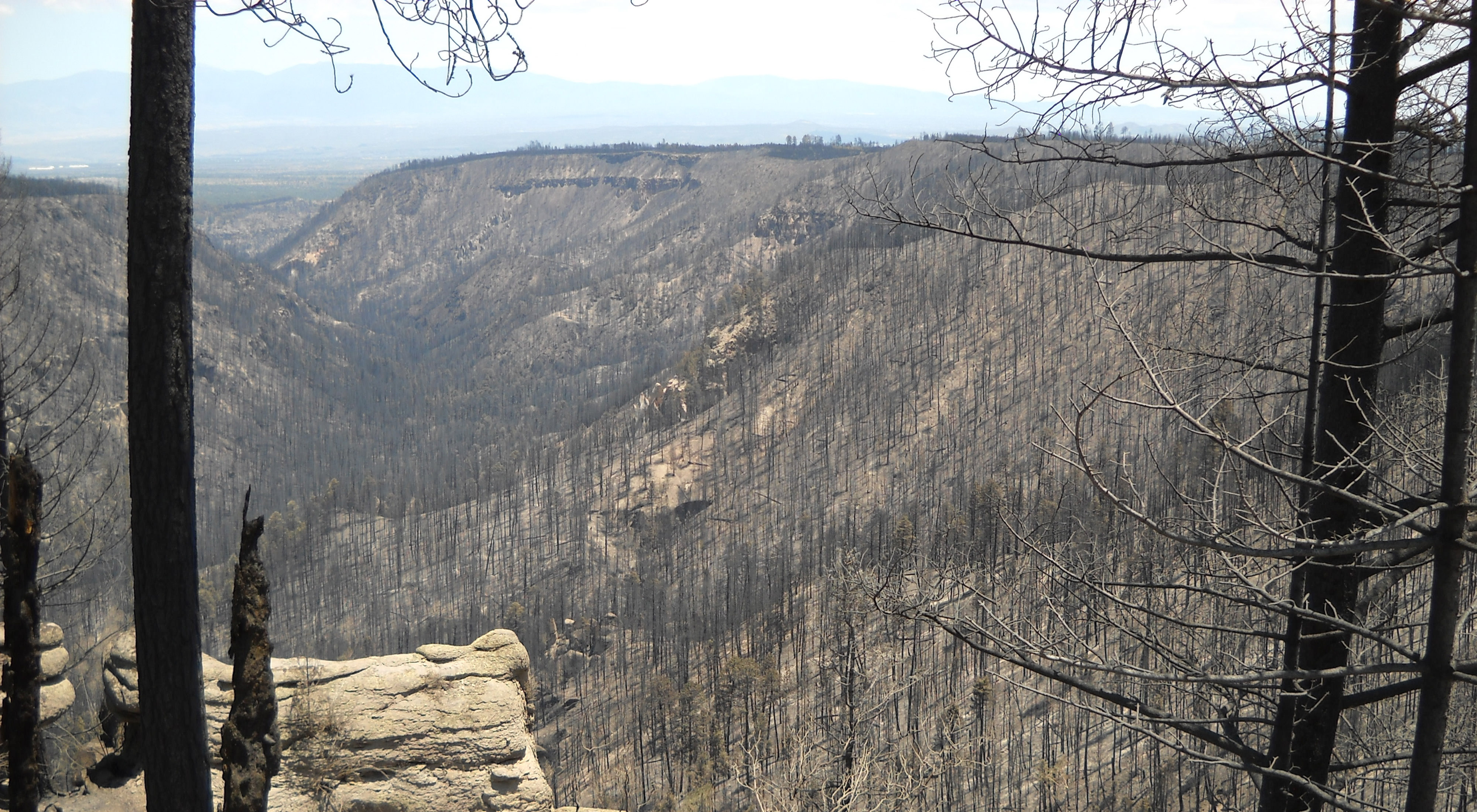 mountain, charred trees after a fire