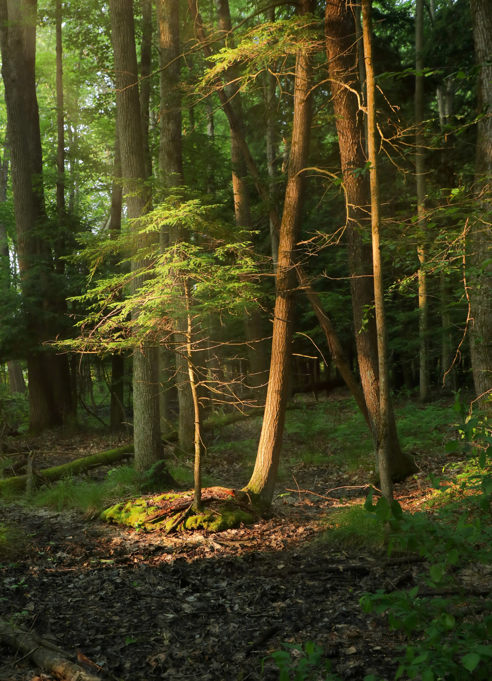 Trees in a forest highlighted by a sunbeam. 