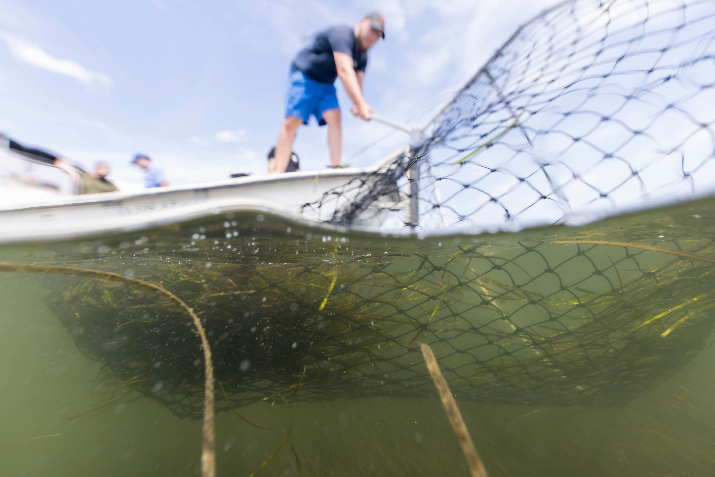 a person on a boat uses a net to harvest eelgrass.