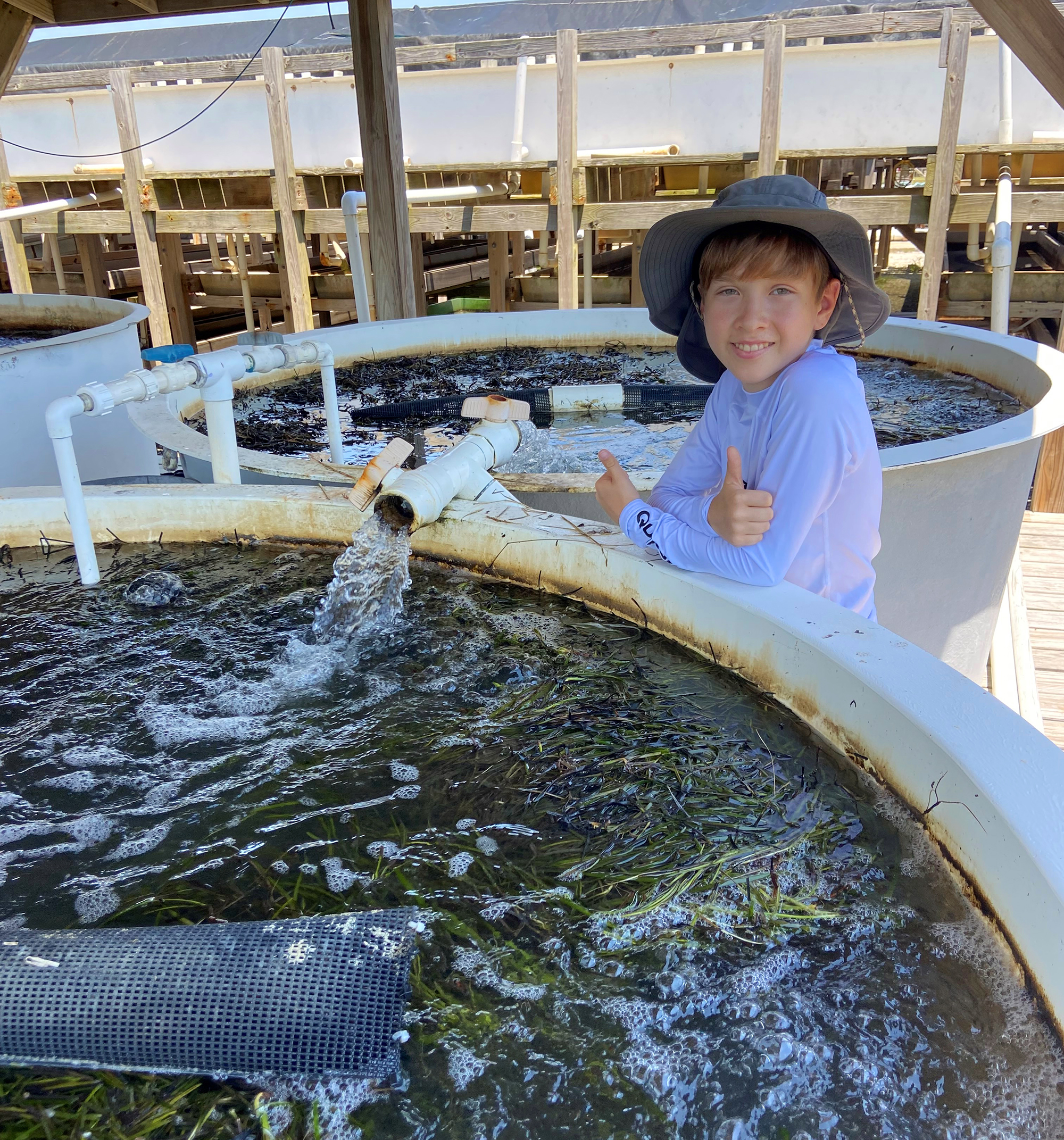 A young boy stands next to a tank of eelgrass seeds.