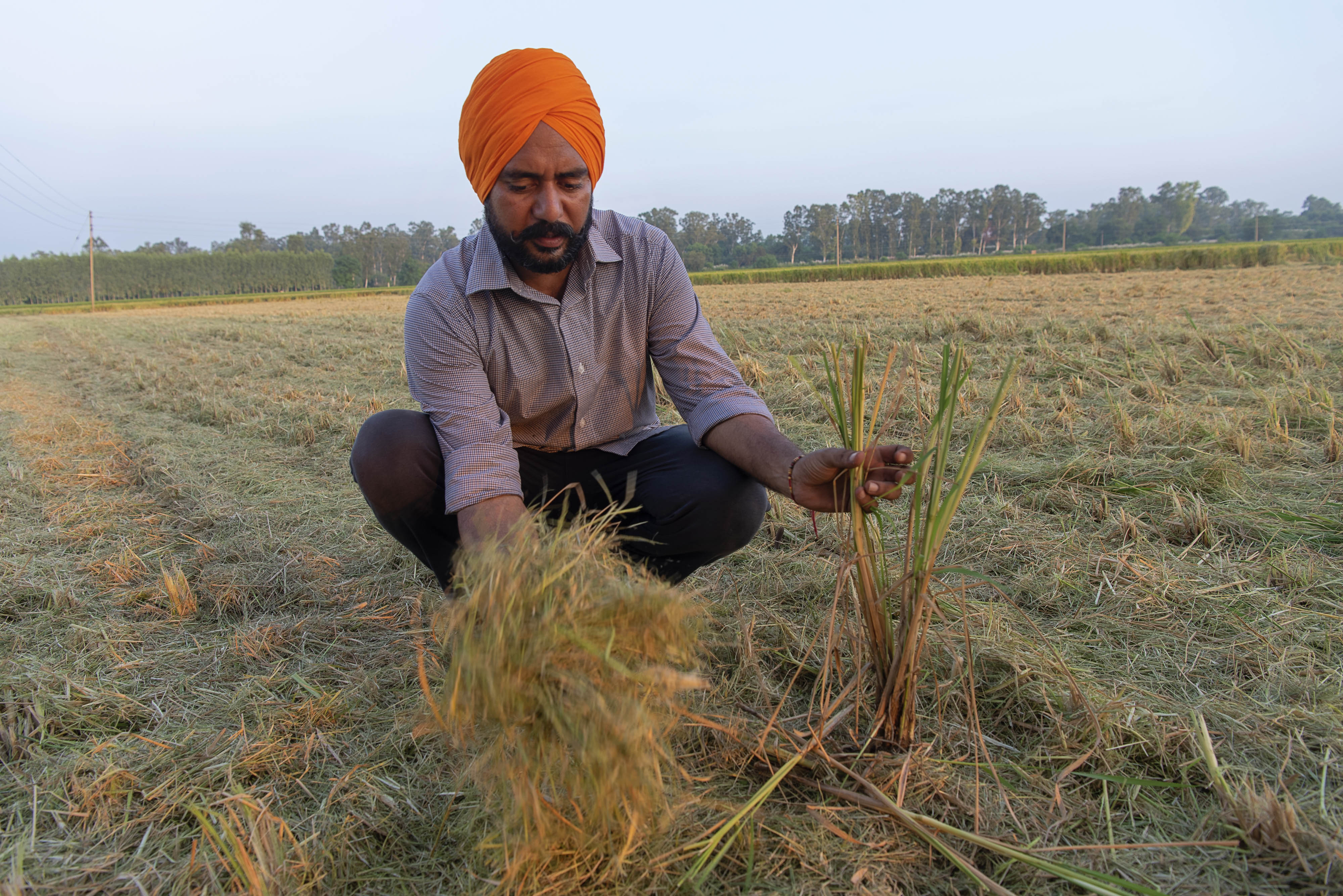 Gurdeep Singh examines the crop stubble in his field.