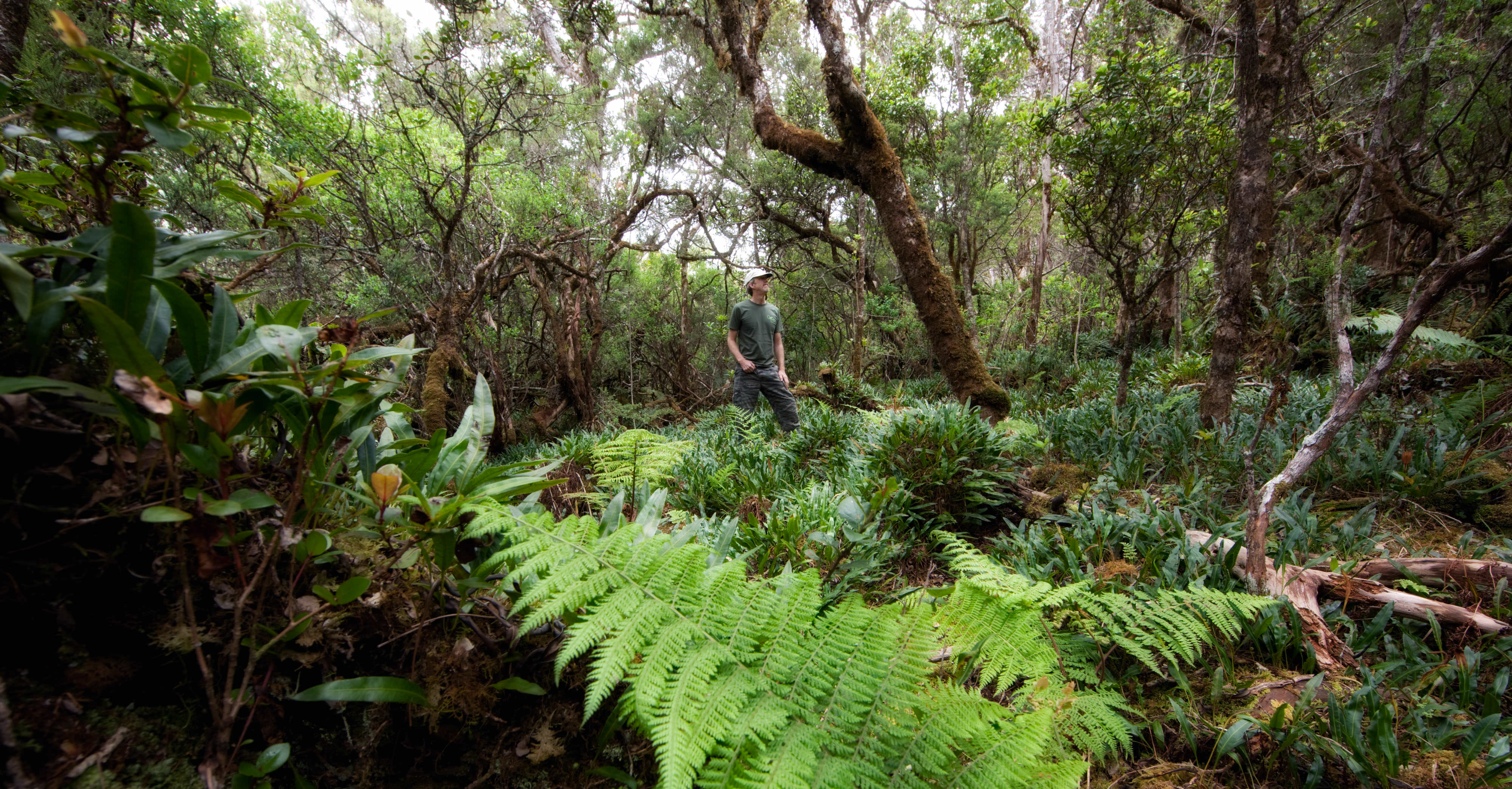 A man stands in a forest on East Maui. 