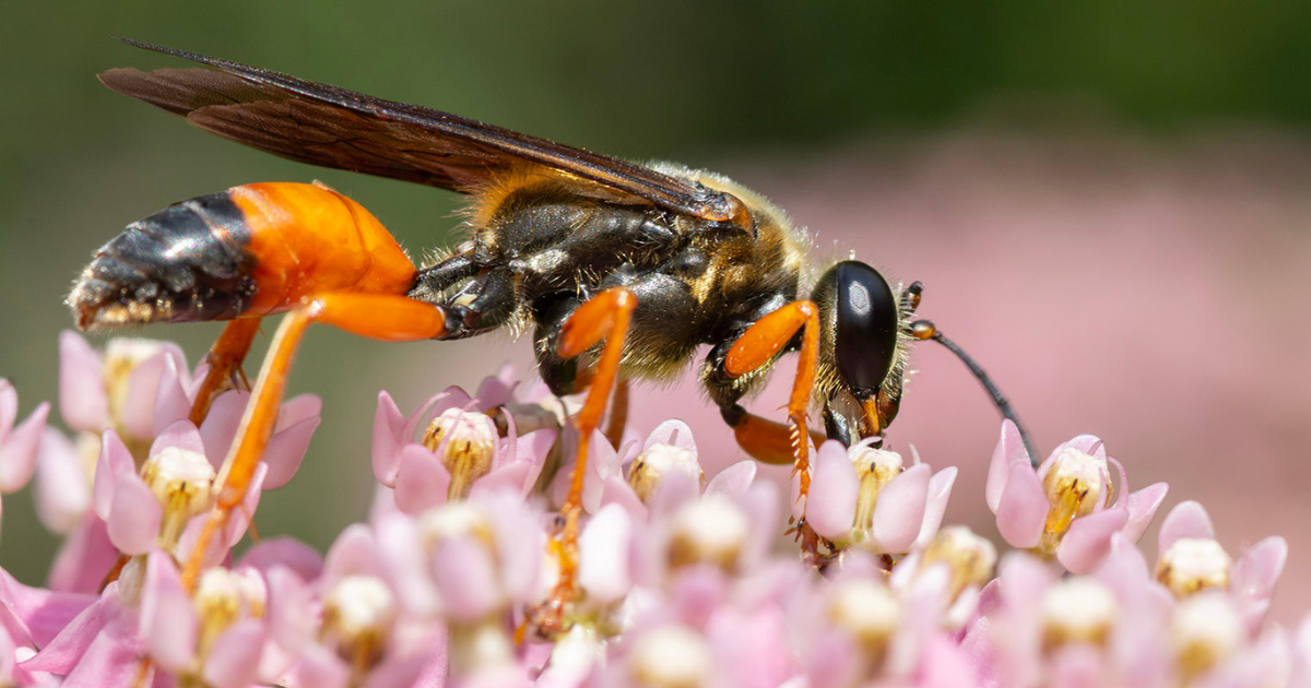 A black and orange wasp resting on the pink blooms of swamp milkweed in search of nectar.