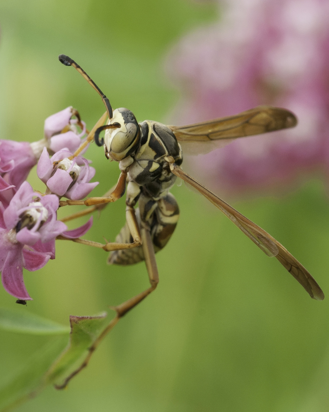 A yellow-and-black wasp rests on the pink blooms of a plant in search of nectar. 