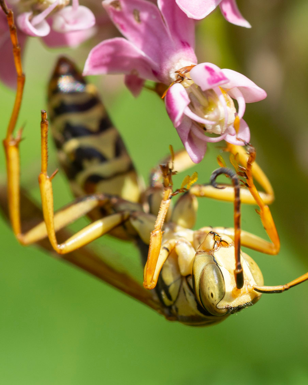 A yellow and black wasp rests on the pink blooms of a plant in search of nectar. 