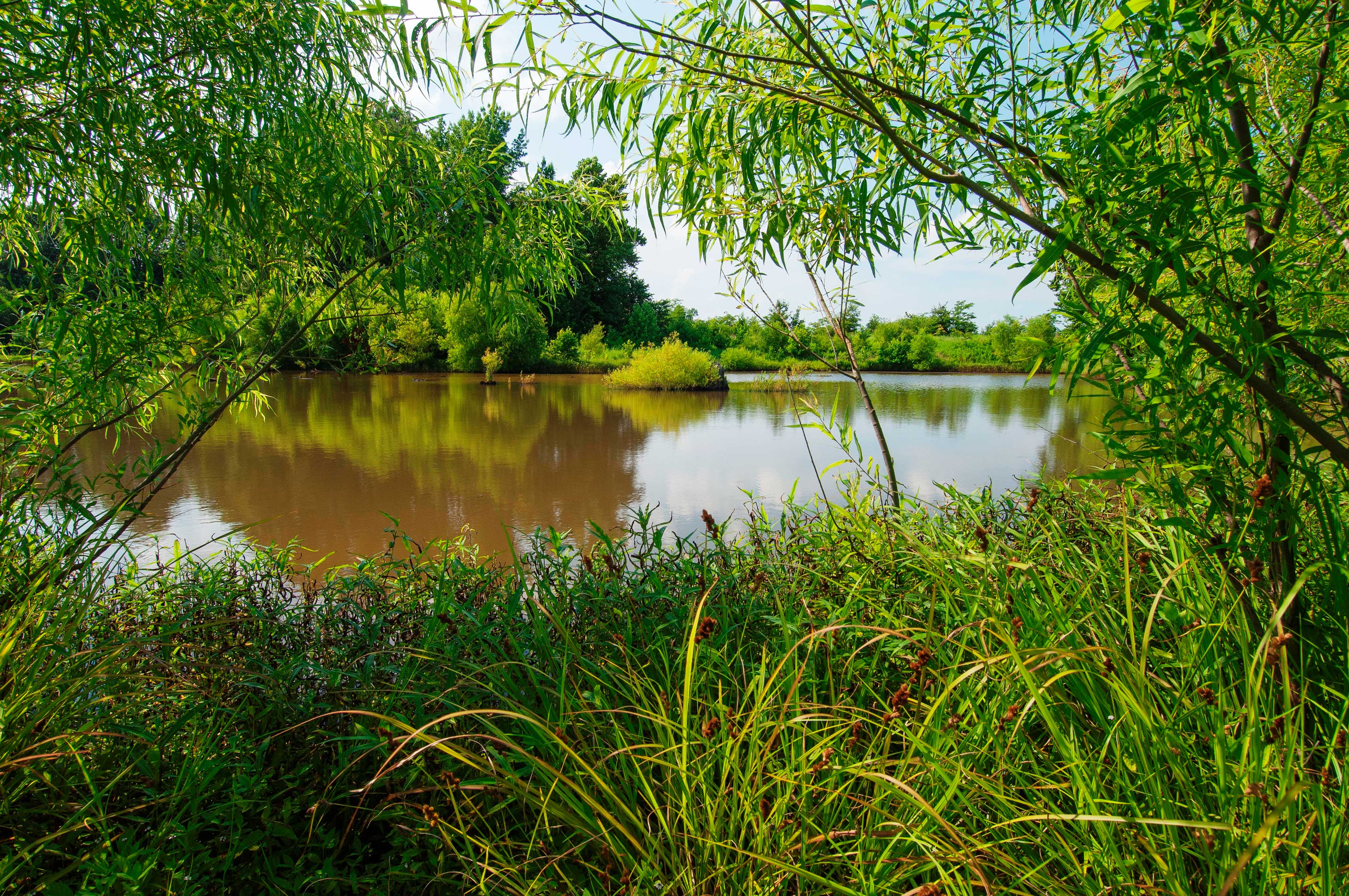 View looking through dense foliage at a large body of water in a wetland in Kentucky.