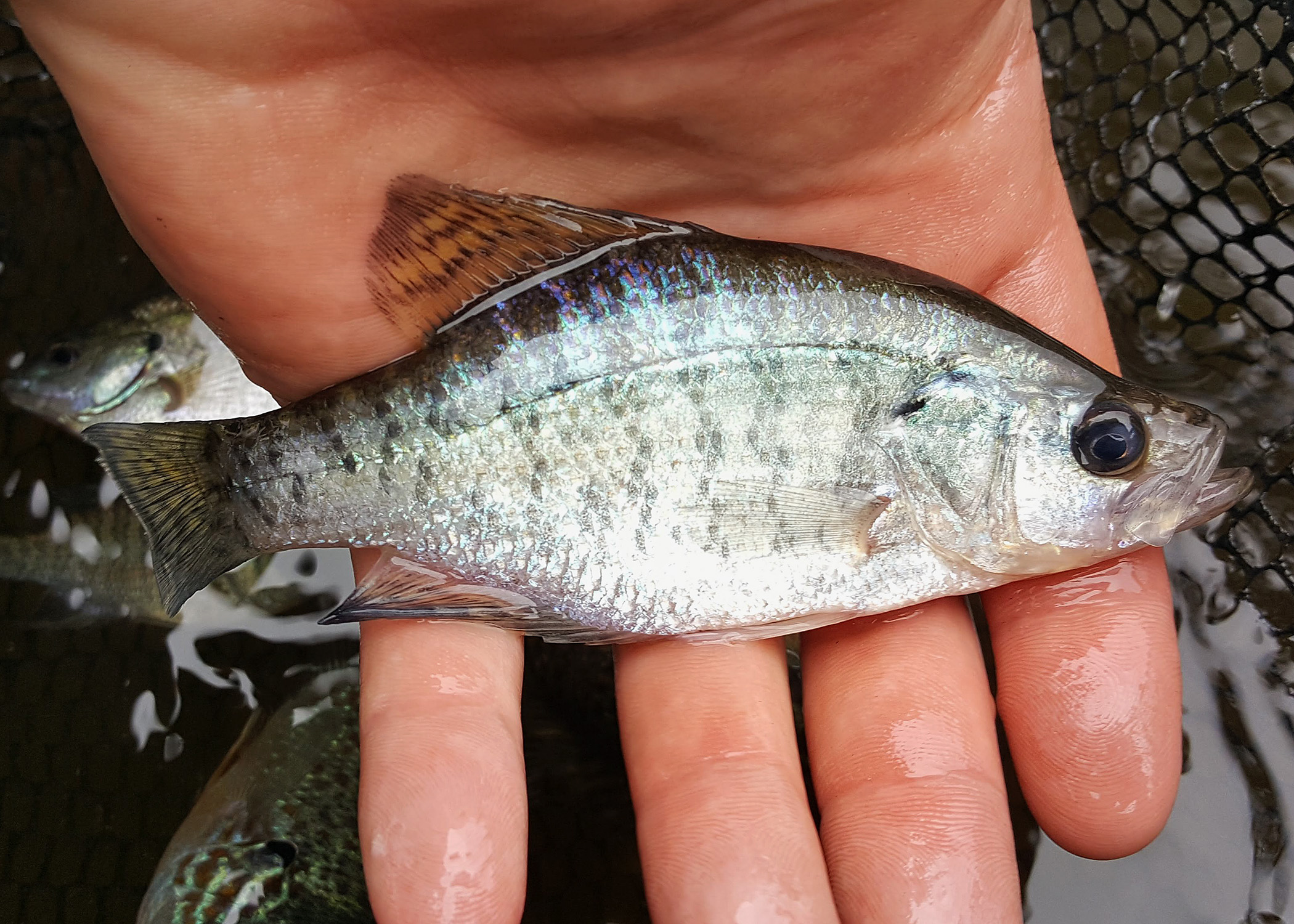 A small white fish with iridescent scales.