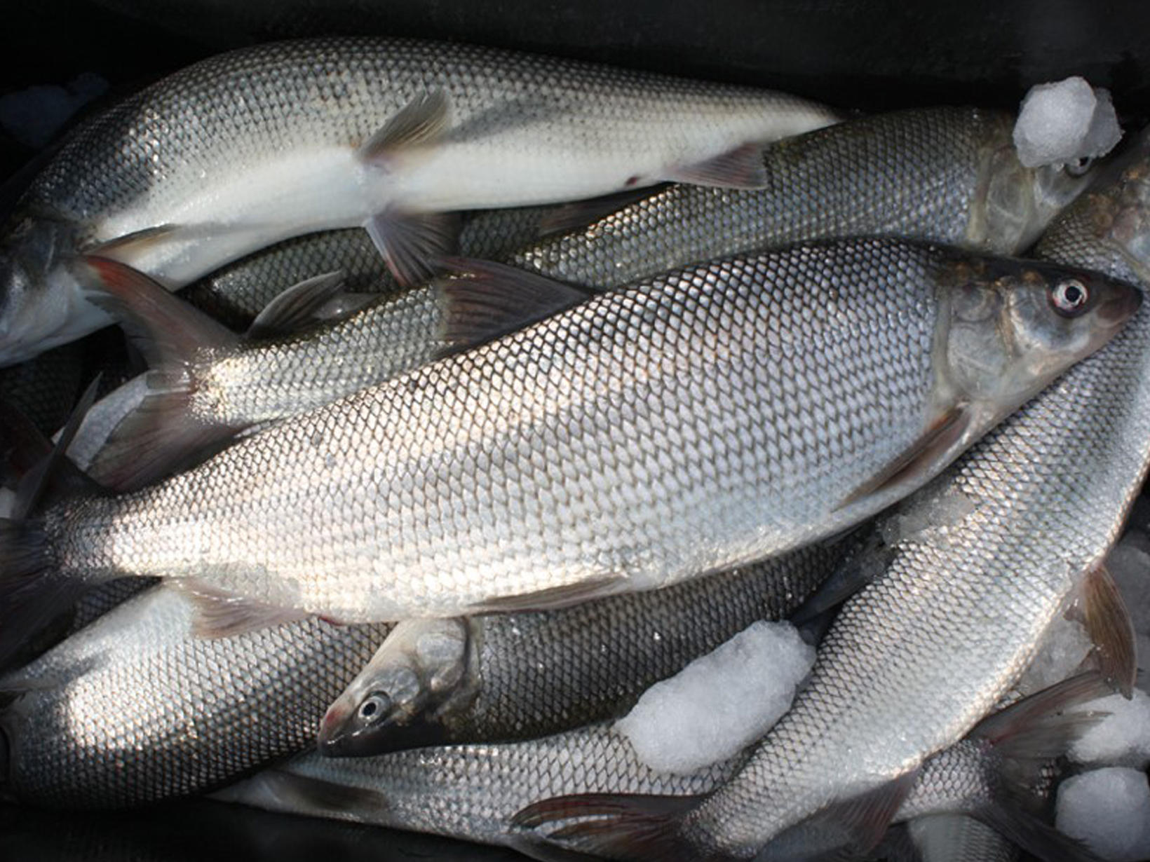 Caught fish on ice.