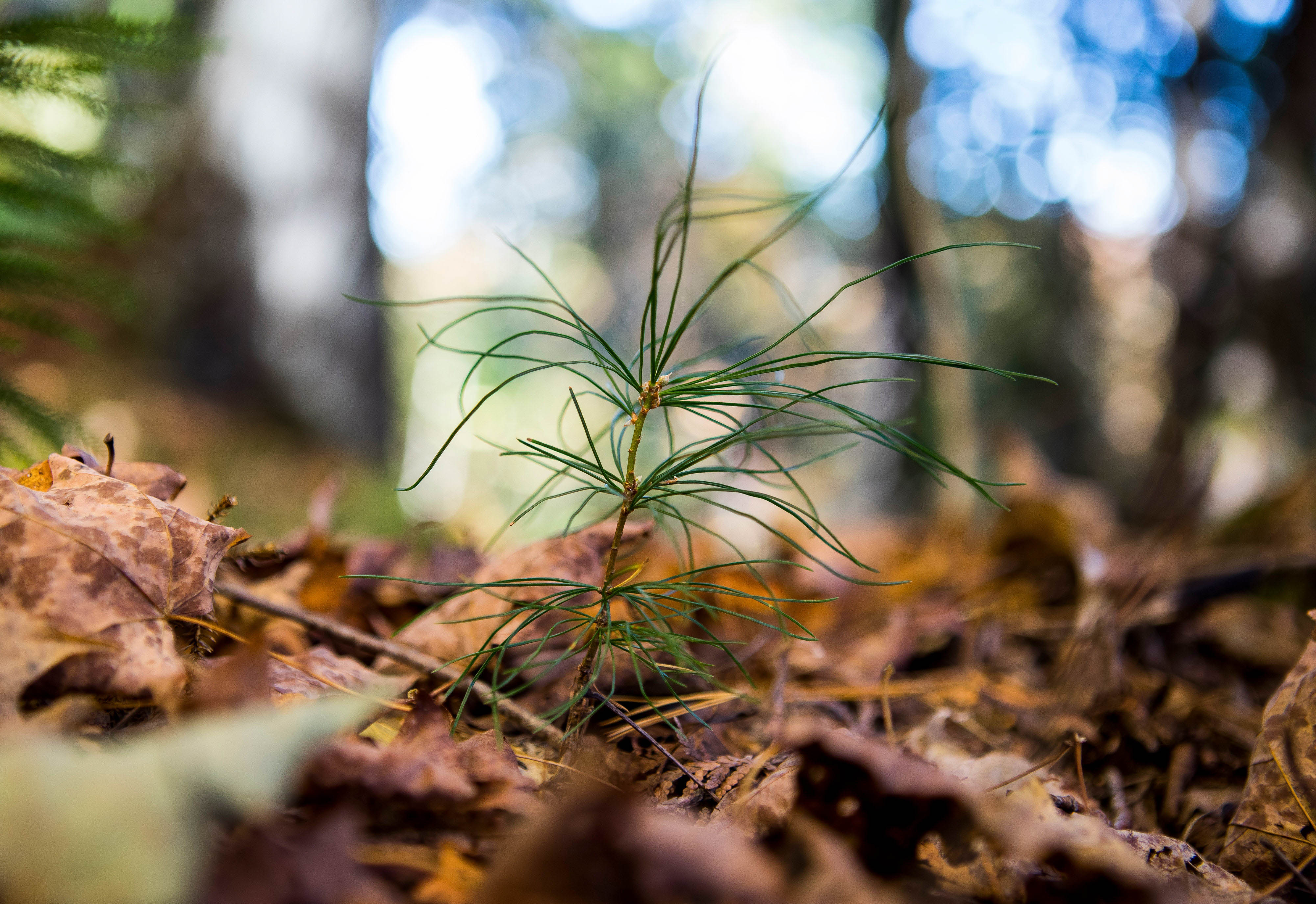 Close up of a white pine seedling.