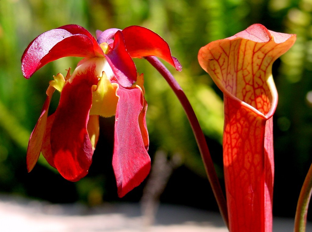 Red, tubular-shaped flowers emerge from a grassy landscape.