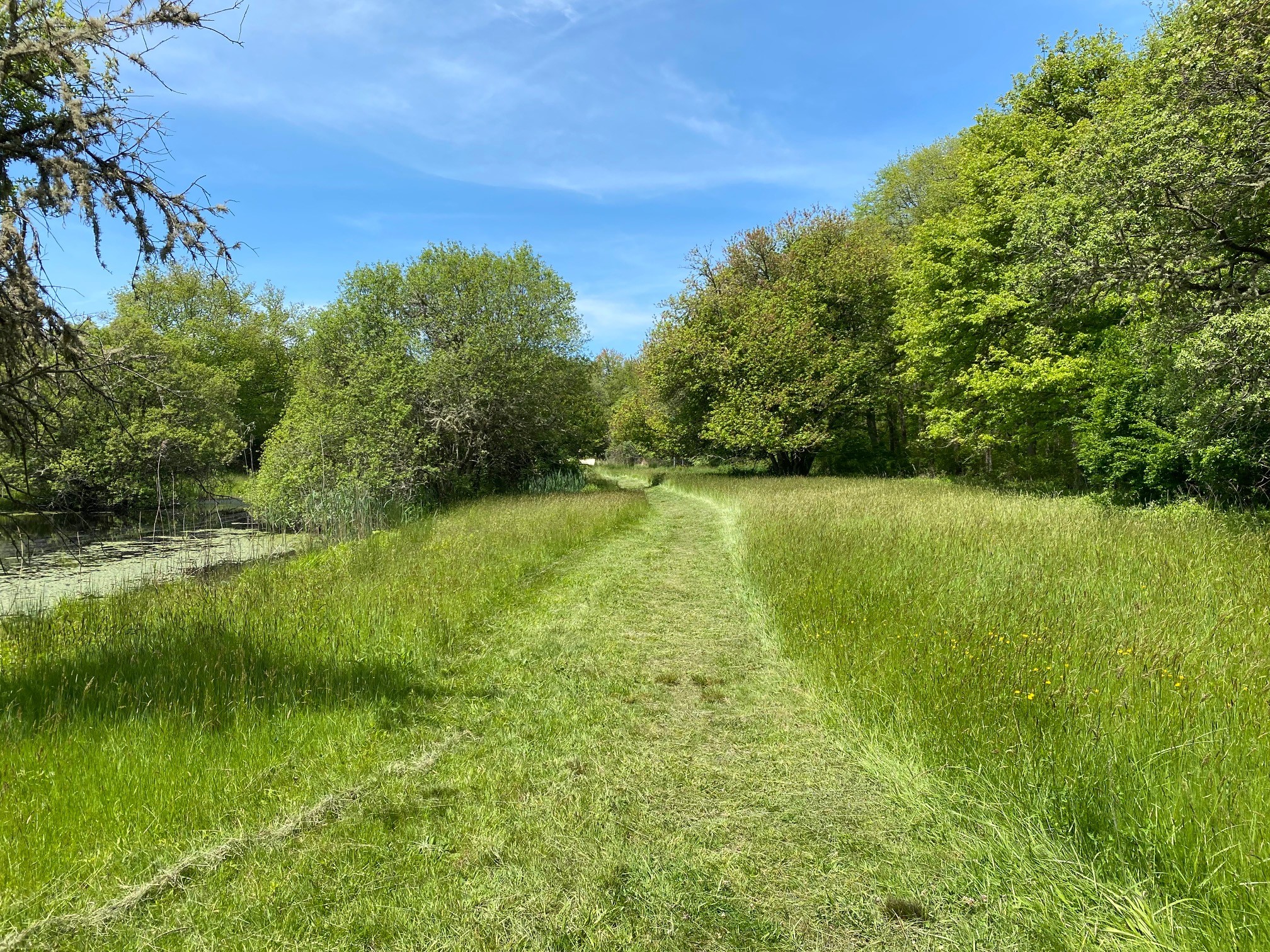 A freshly cut, grassy path leads through a meadow. 