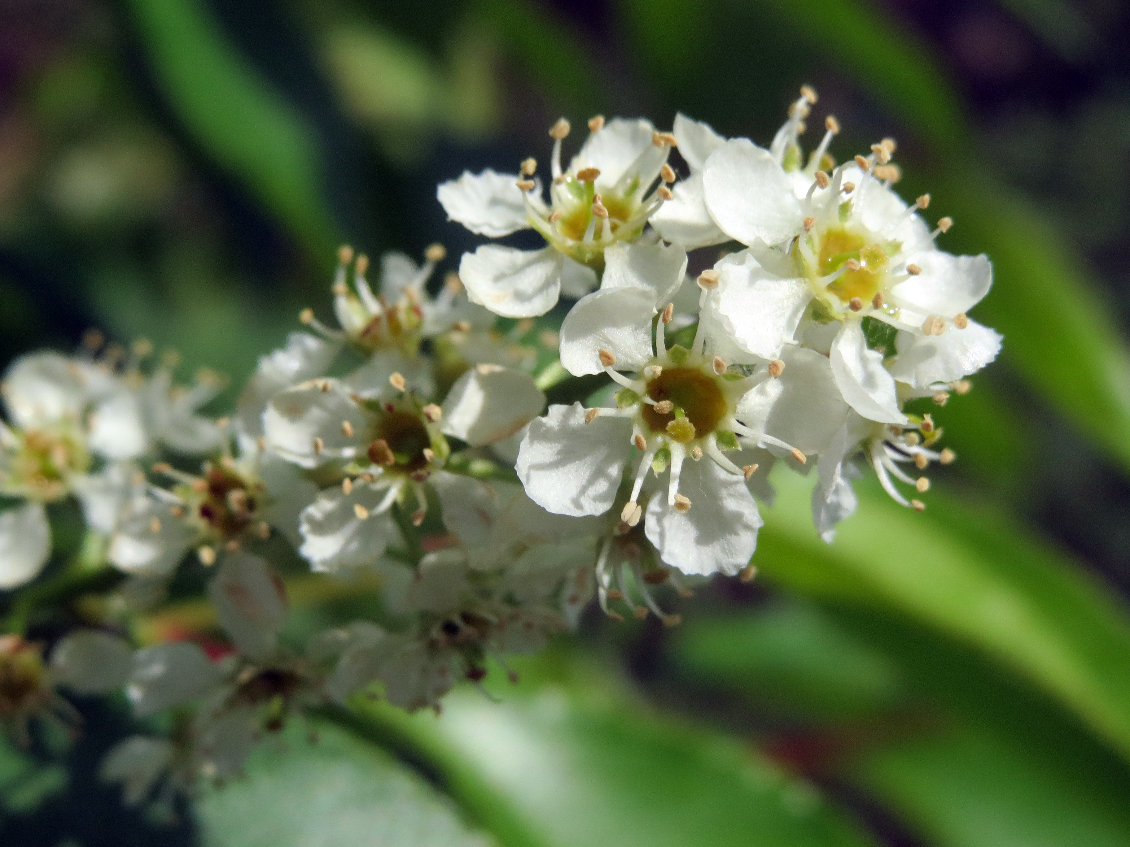 A branch full of white flowers.