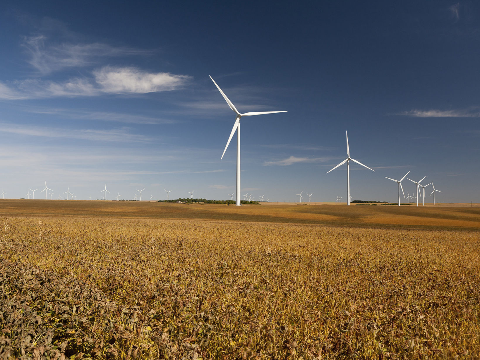 A row of wind turbines stands in a golden field.