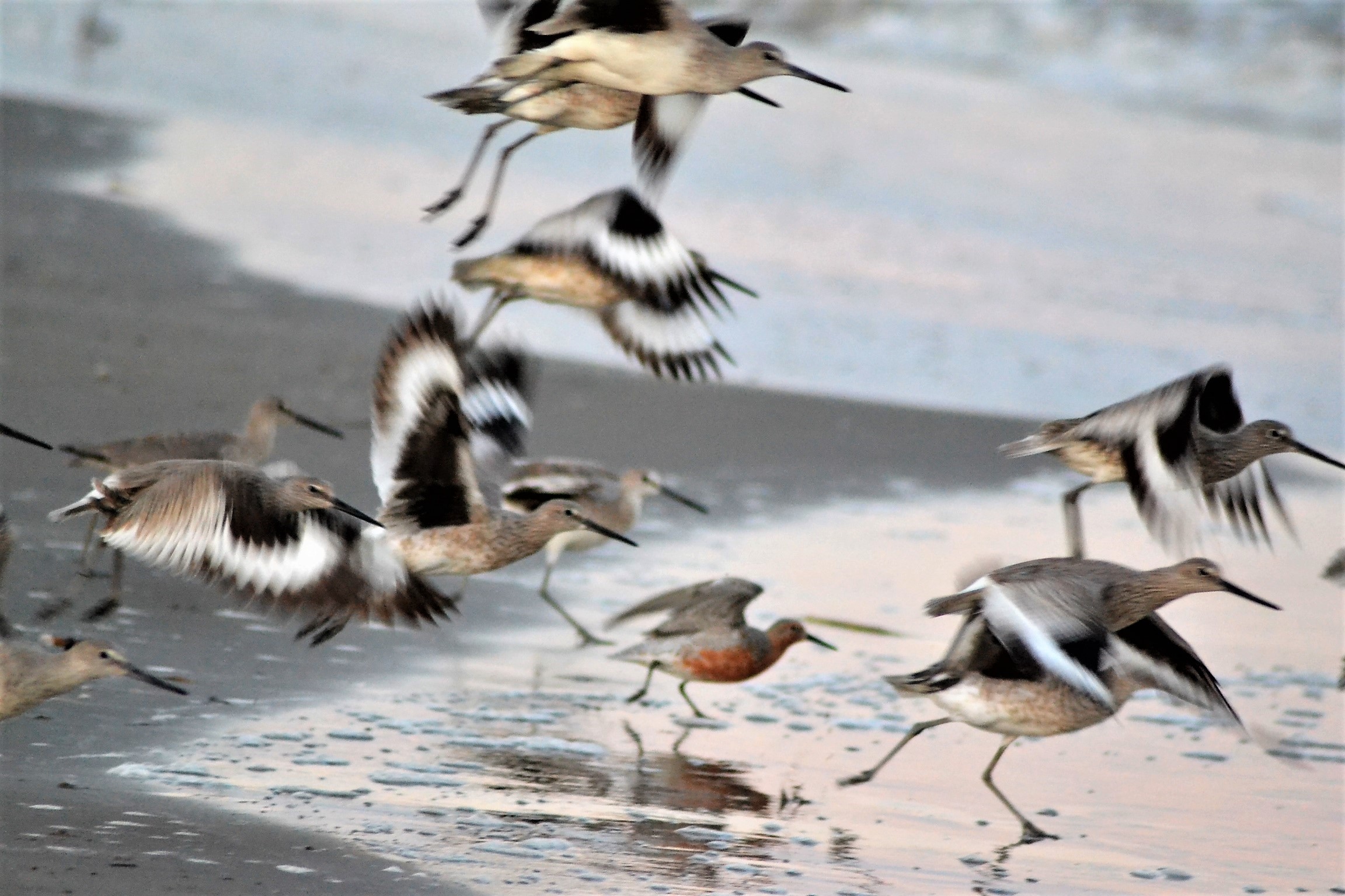 A group of birds move along a sandy beach.