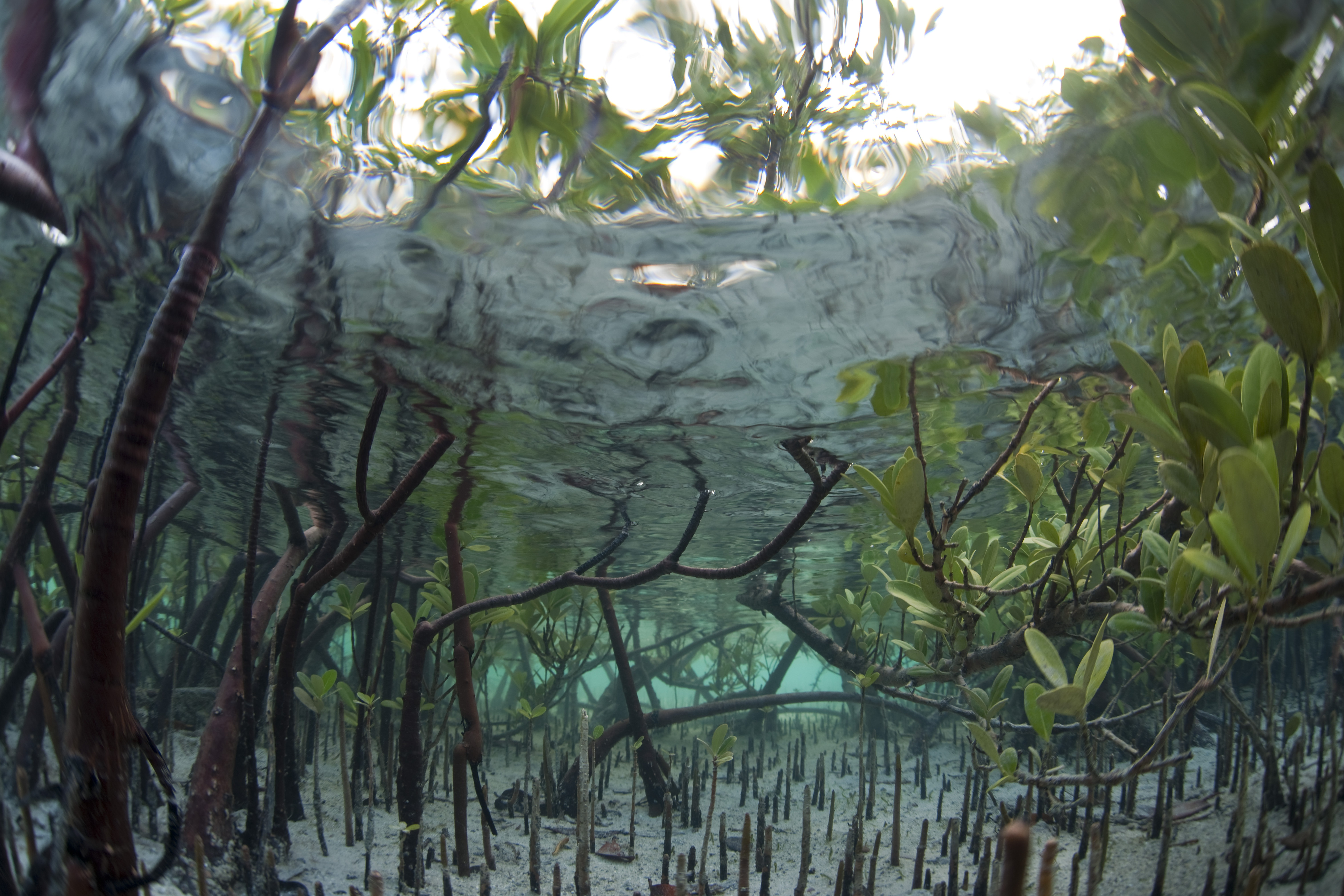 Mangrove seedlings viewed under water.