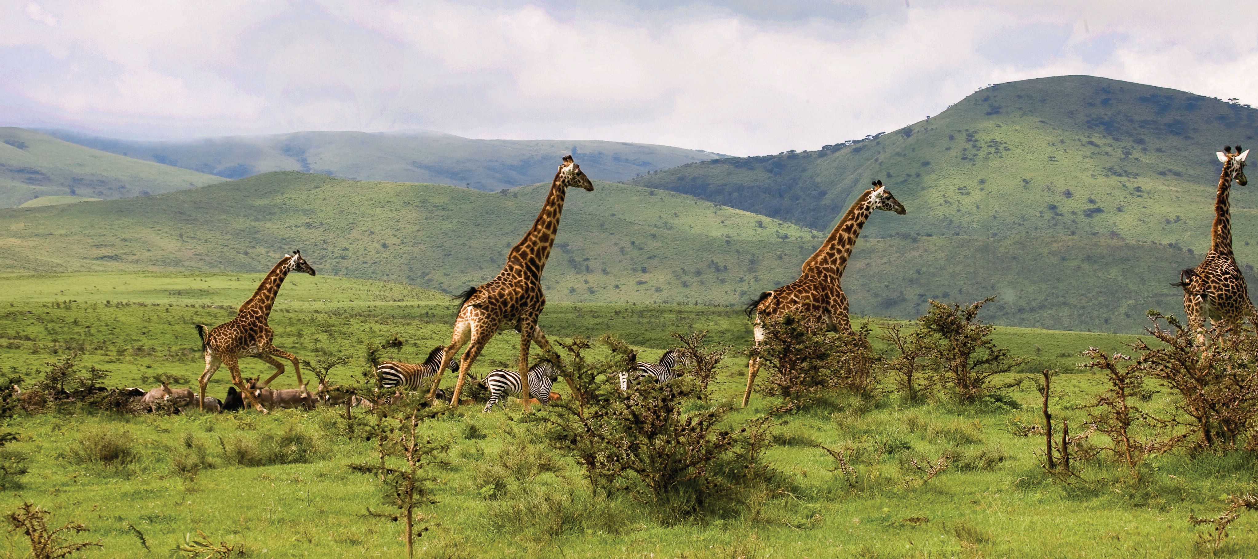 Giraffes and zebras running across the savanna.