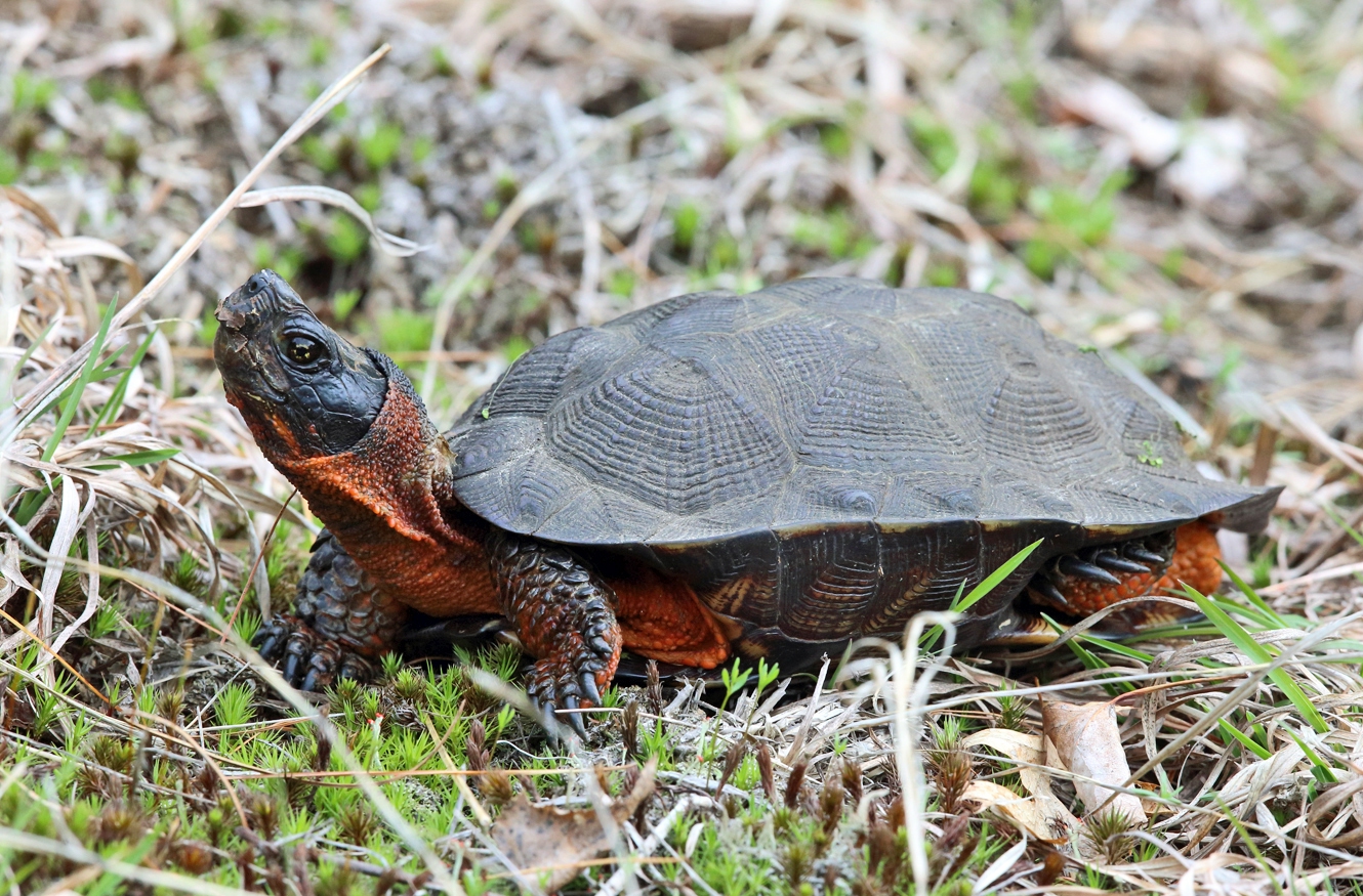 A small turtle with a bright orange face and belly.