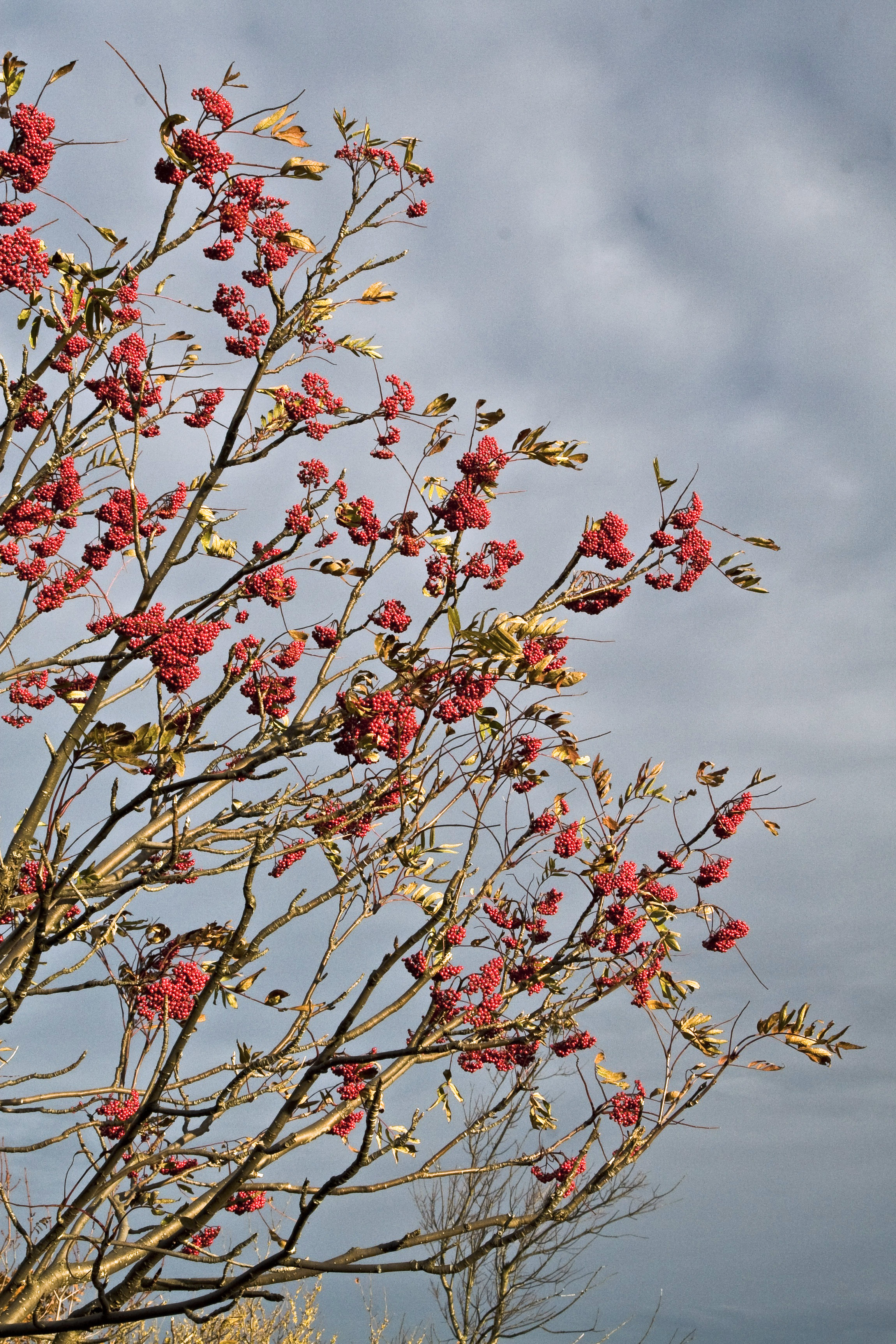 Branches with red blossoms.