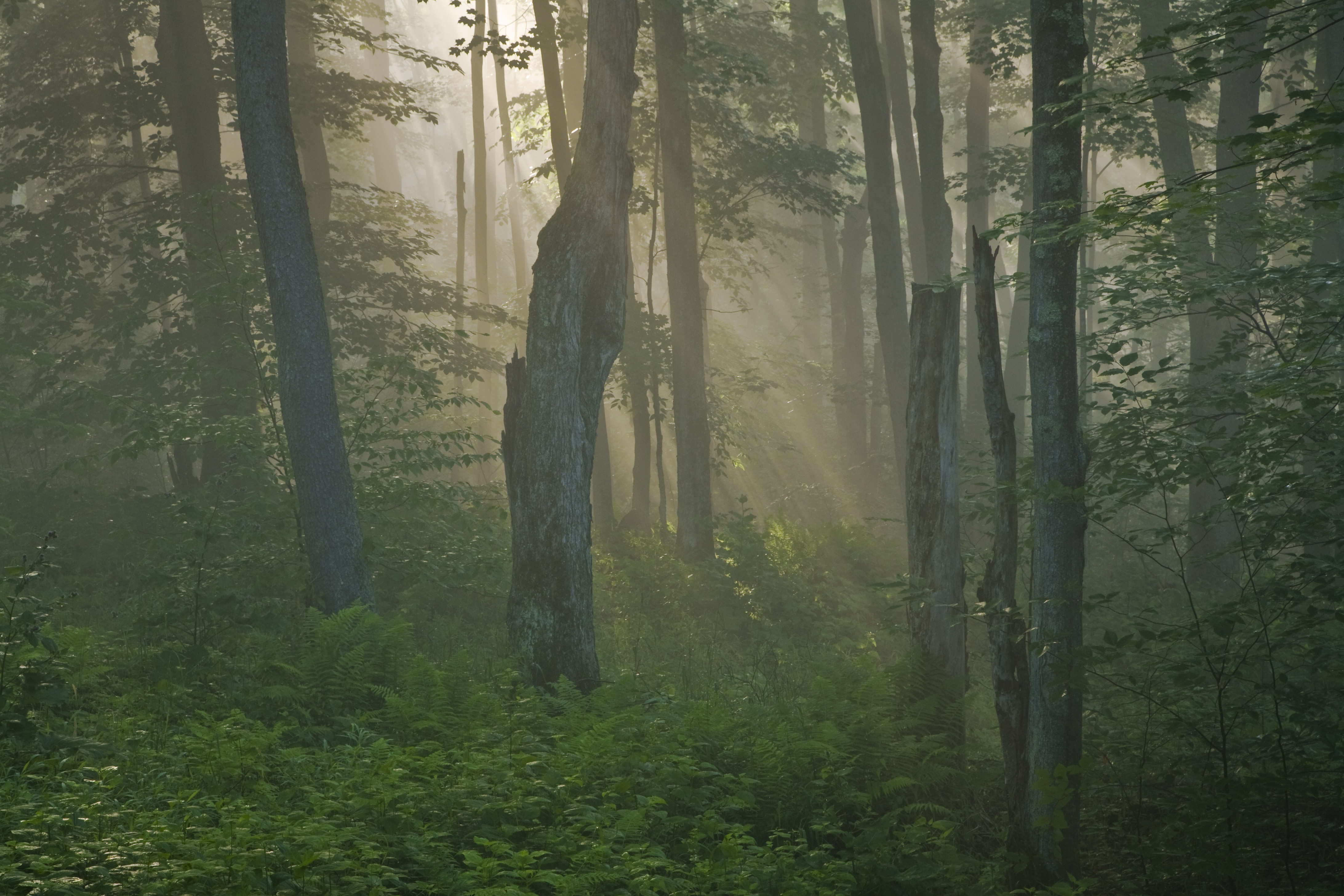 a misty forest with sunrays shining through the trees.