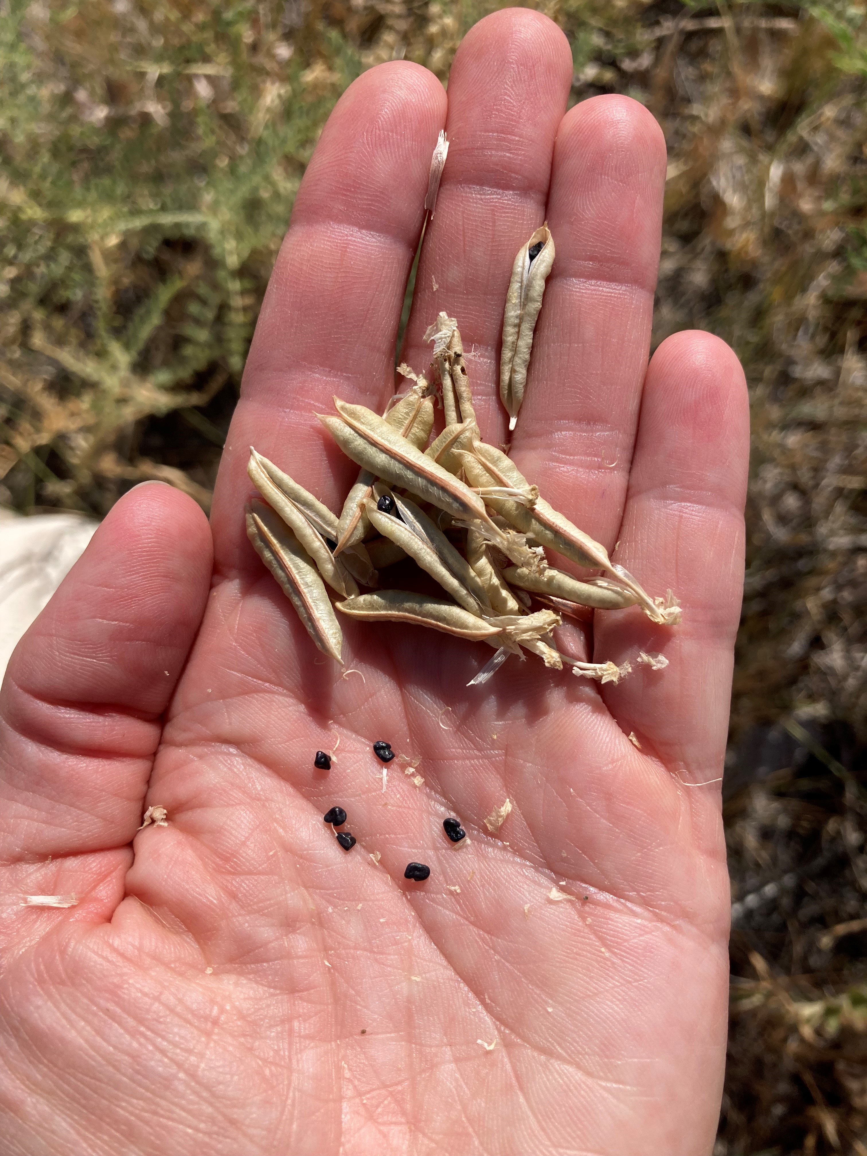 Close up of different seeds in a person's hand.