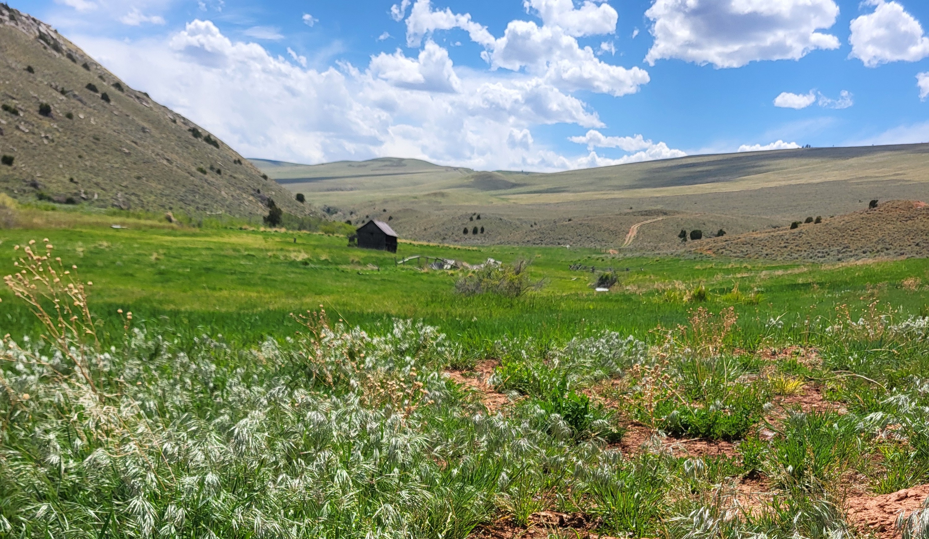 Cheatgrass goes to seed in sagebrush habitat.