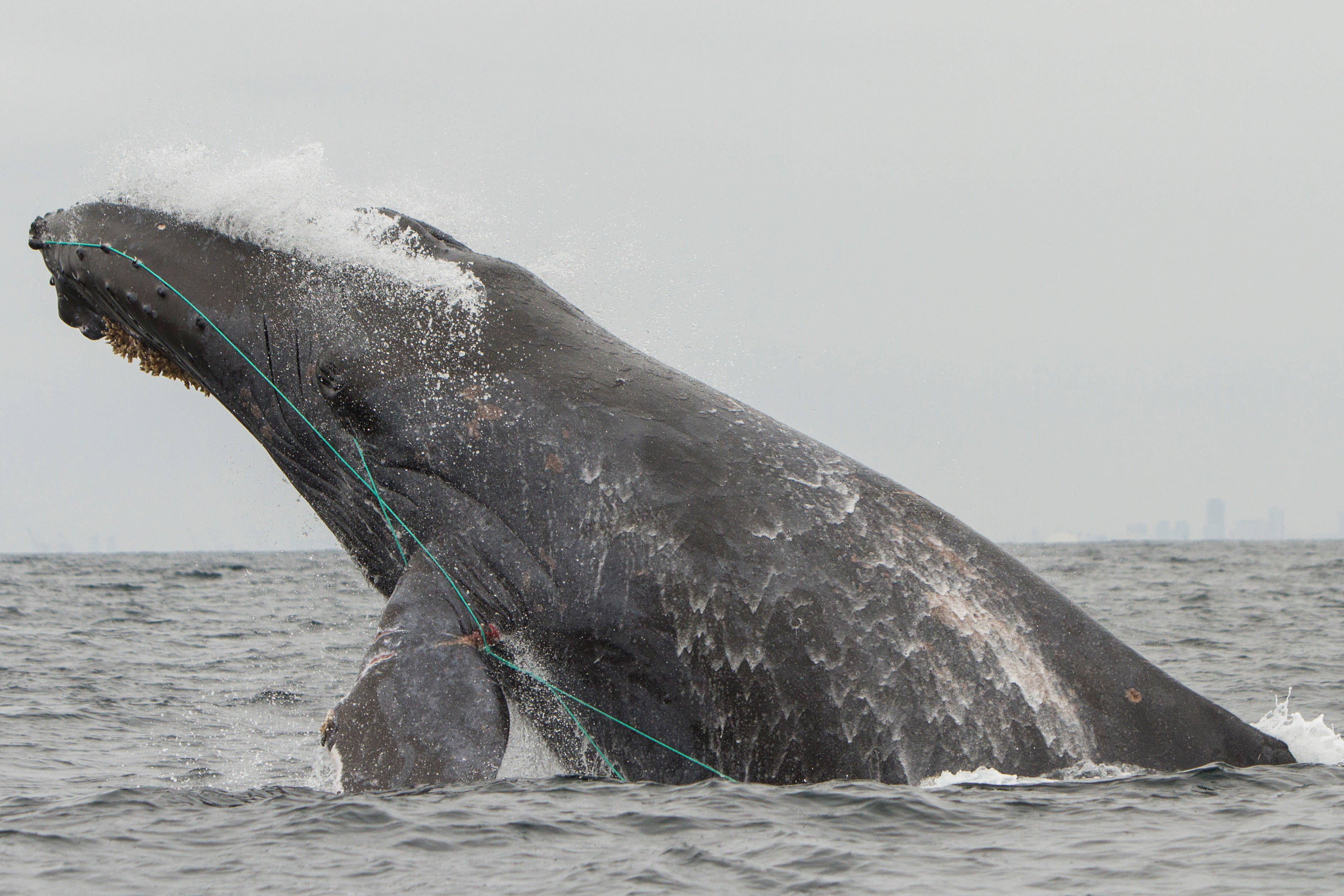 A whale breaching while entangled in fishing gear. 
