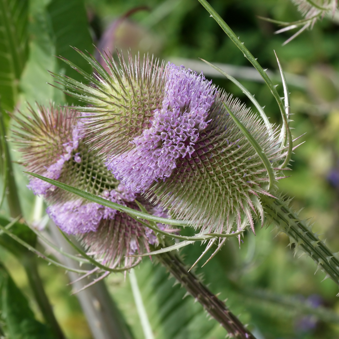 A pair of common teasel spiky flower heads in bloom.