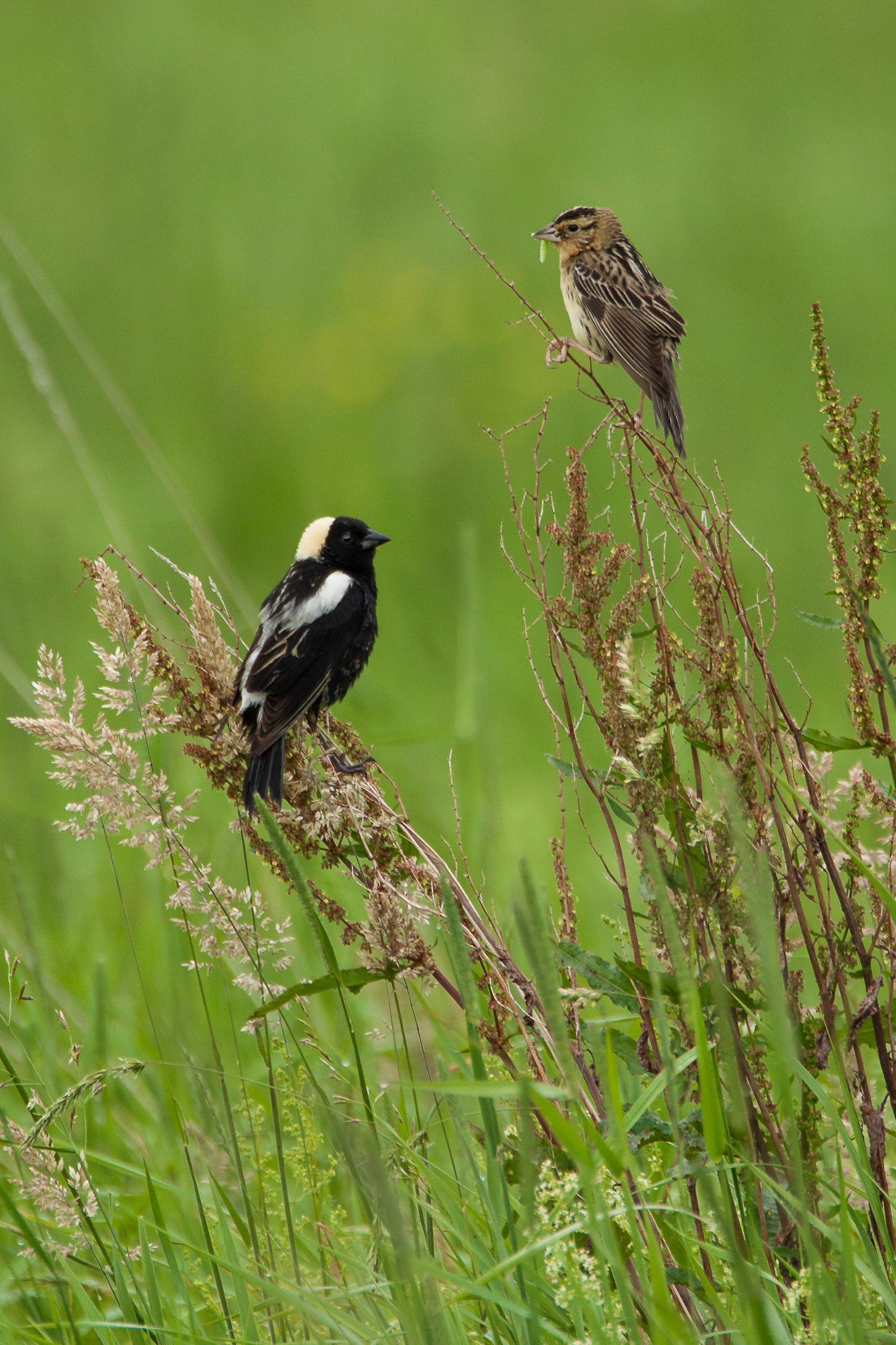 Two small songbirds, one black with white stripes on its wings and a yellow crown and one brown, perch on thin stems of brown grasses.