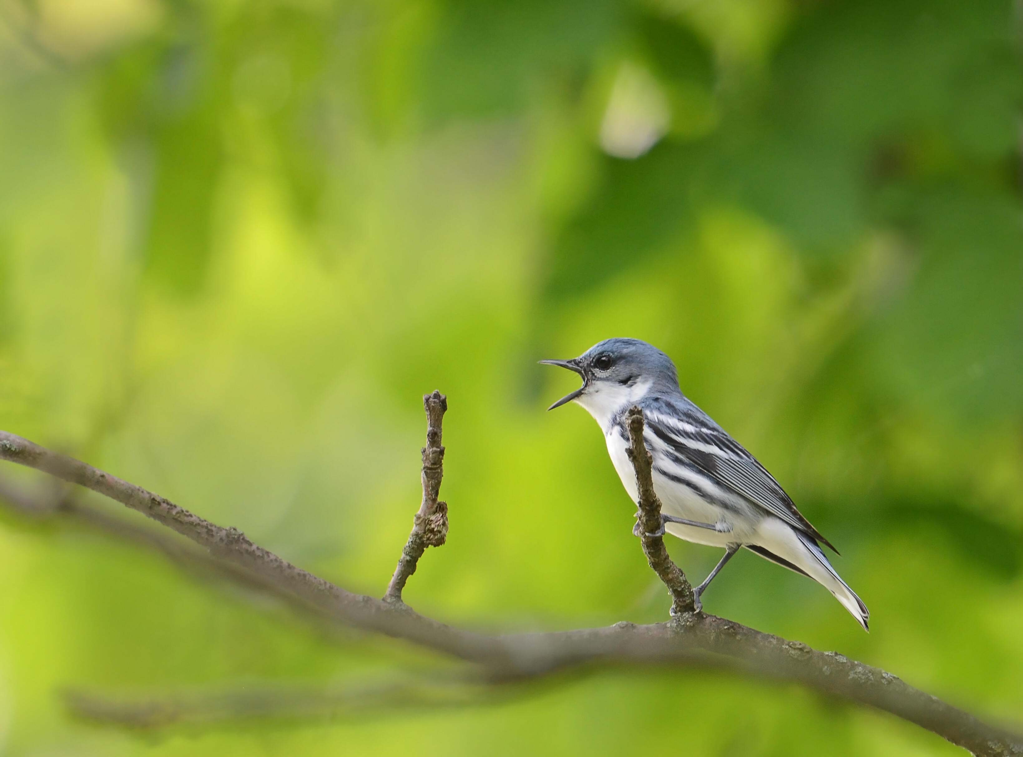 A male cerulean warbler singing in a tree.