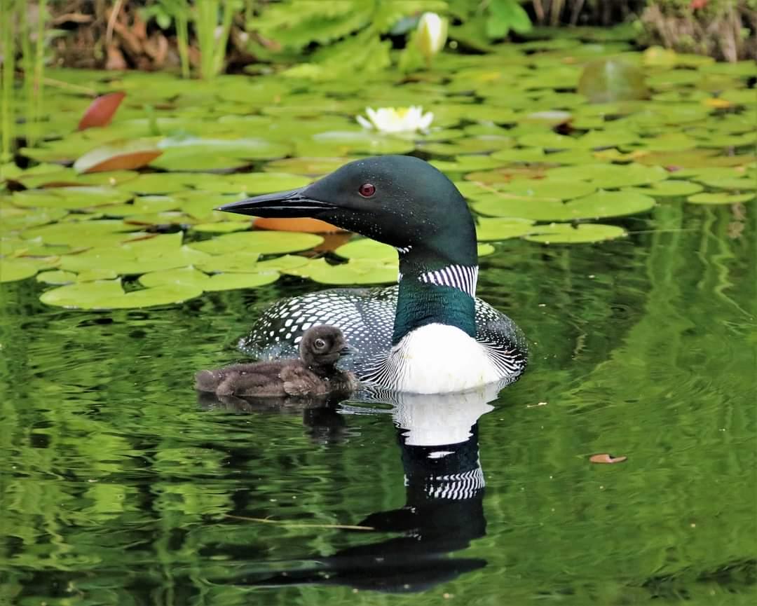 A common loon with a chick in the water.