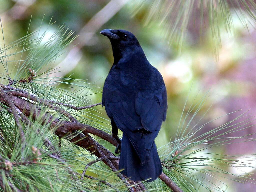 An American crow perched in a tree.