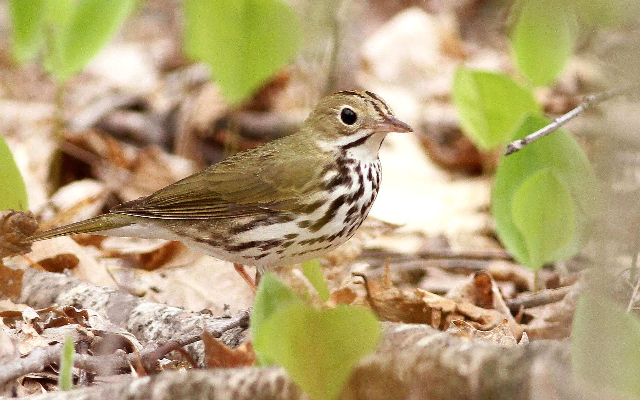 An ovenbird on the ground.