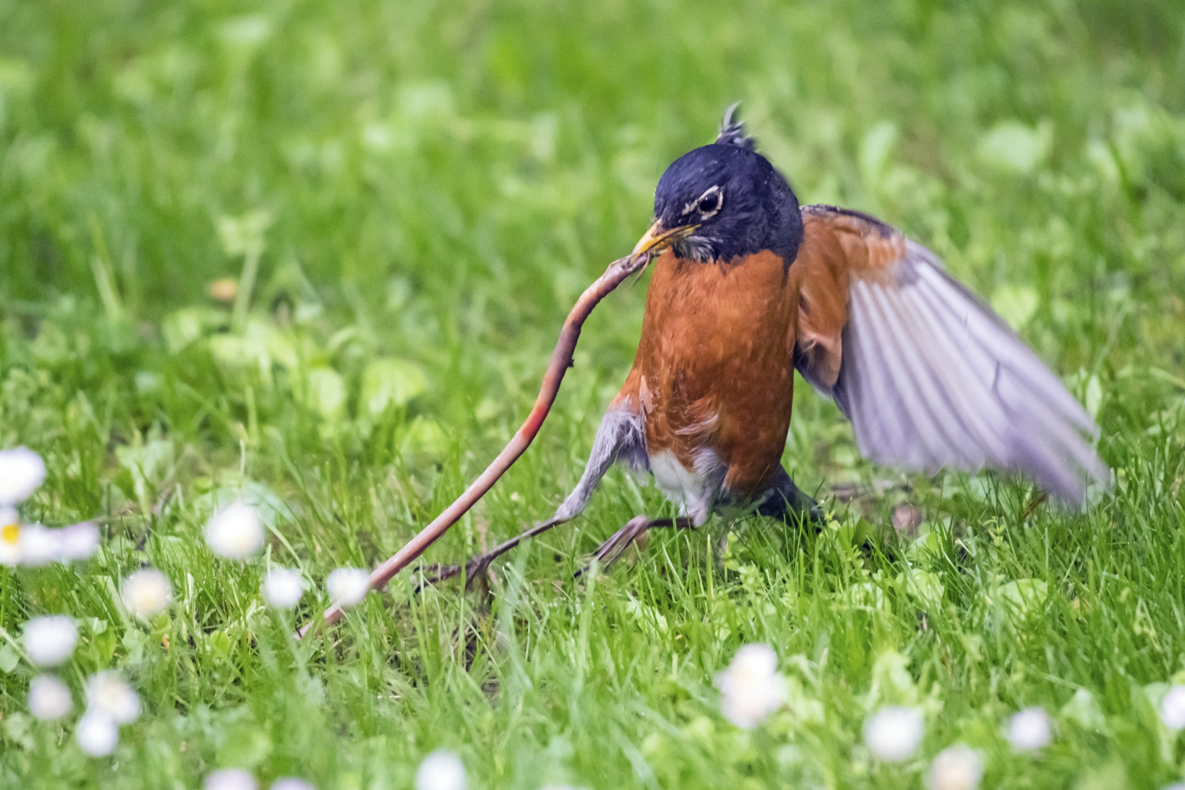 A brown bird leans back with its wings out as it pulls a worm from the ground in a grassy area. 