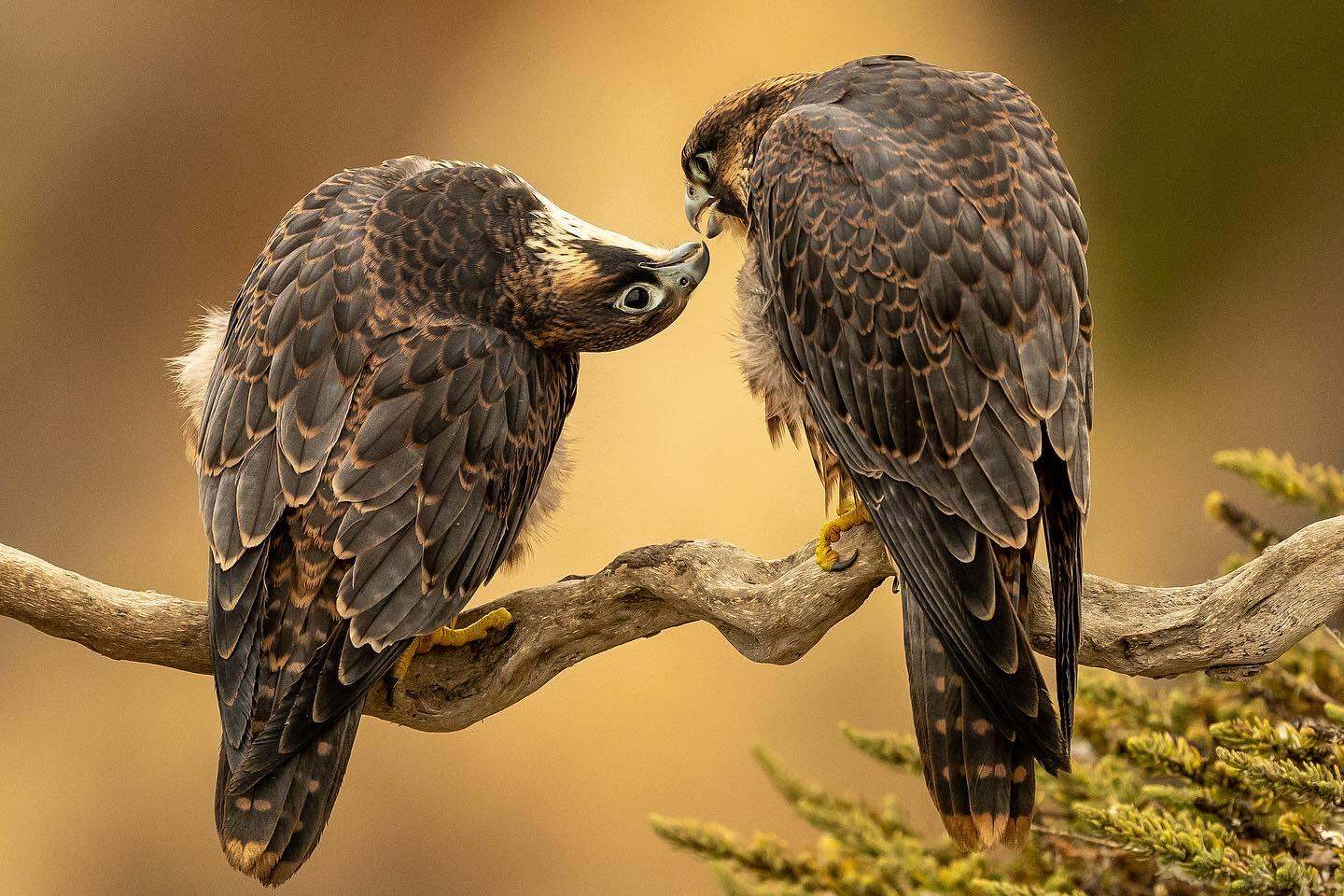 A pair of juvenile peregrine falcons grooming each other. 