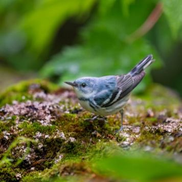 A blue and white songbird perches on a mossy rock against a blurred green background. 